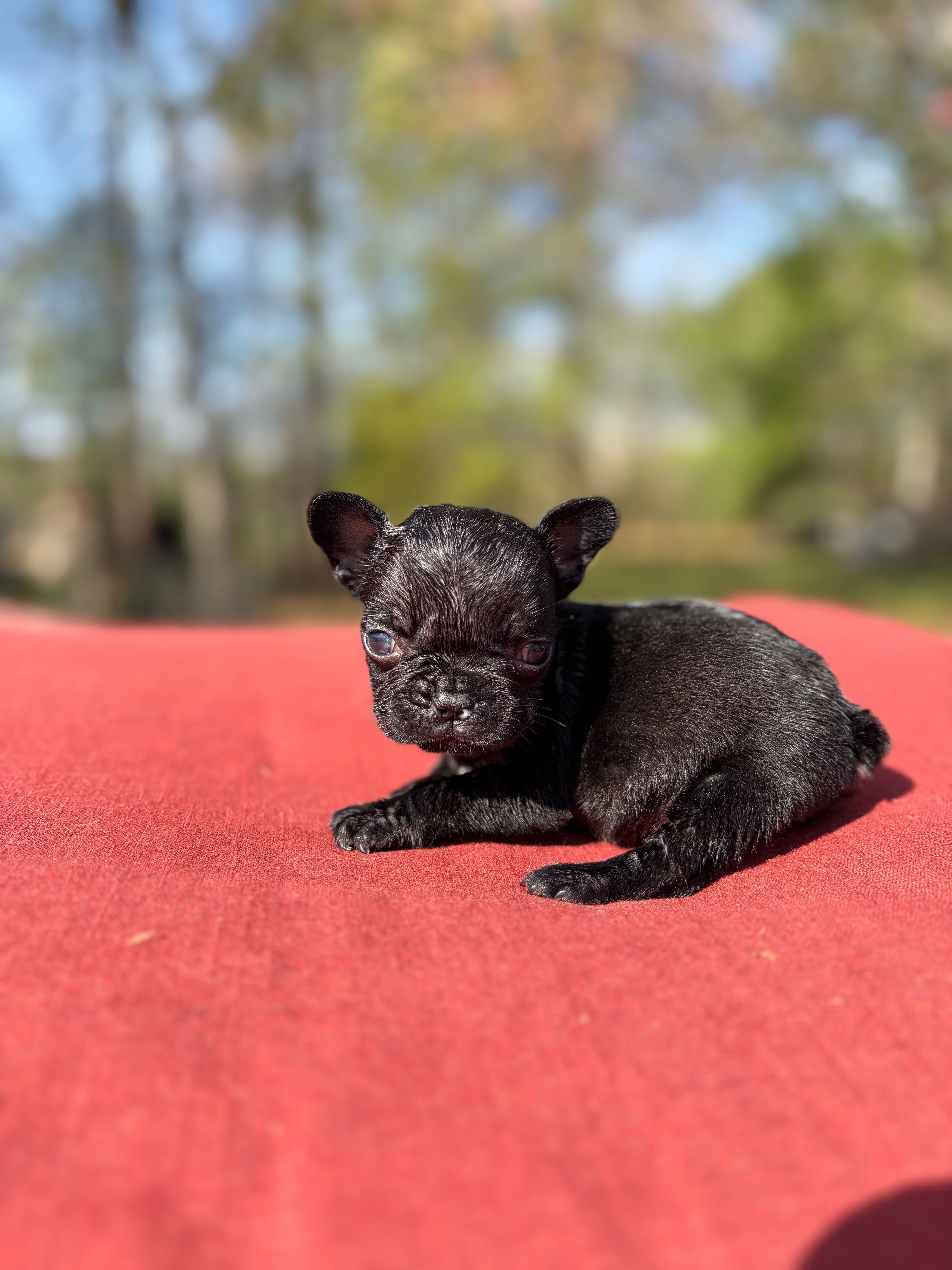 Daisy  – French Bulldog puppy for sale in Hickory, NC