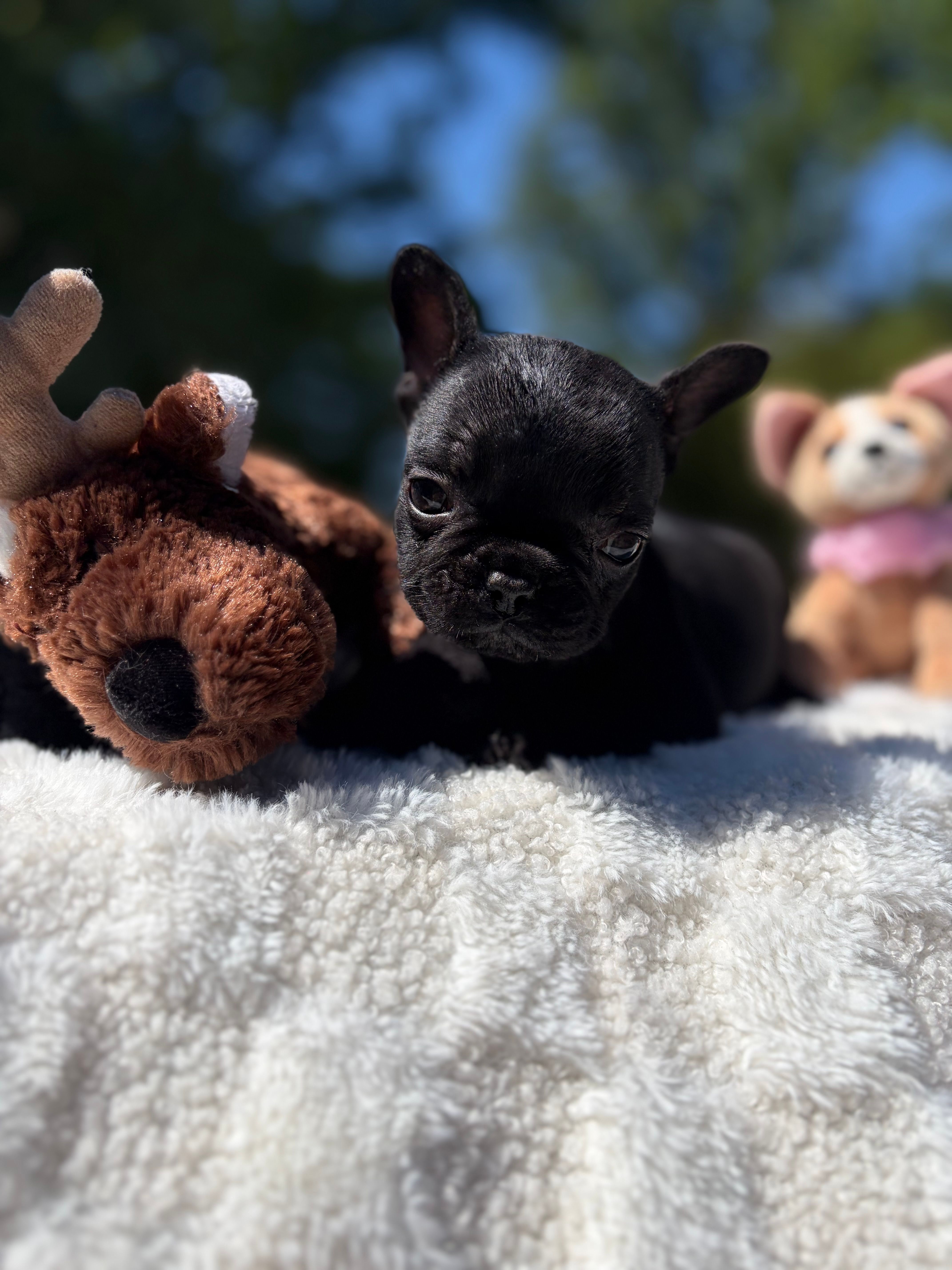 Daisy  – French Bulldog puppy for sale in Hickory, NC