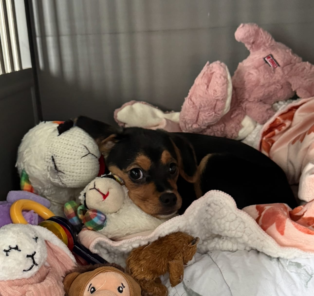 Sophie – Jack Russell Terrier, Cavalier King Charles Spaniel puppy for sale in Dayton, OH