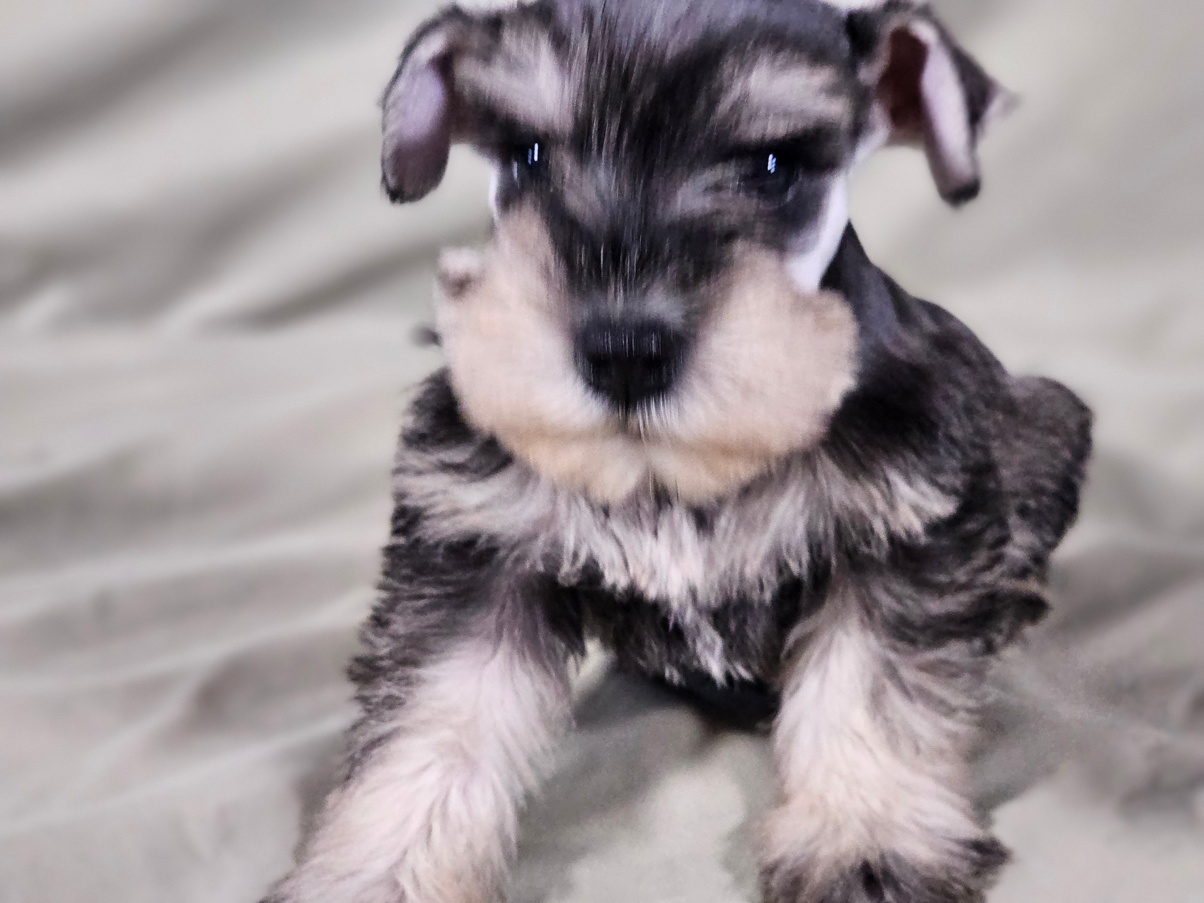 Maxi – Miniature Schnauzer puppy for sale in Central, AR
