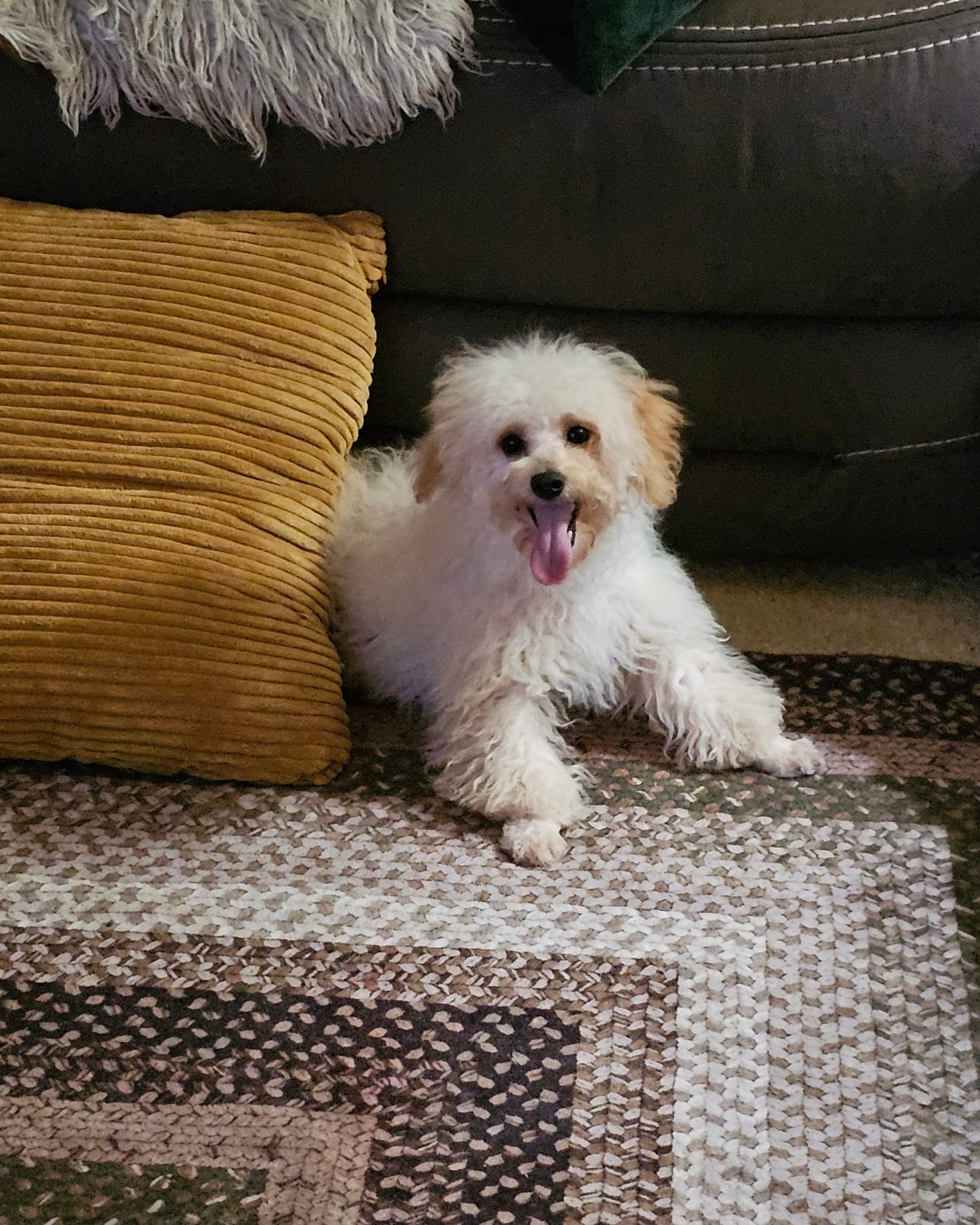 Jessie – Poodle - Toy  puppy for sale in Central, AR