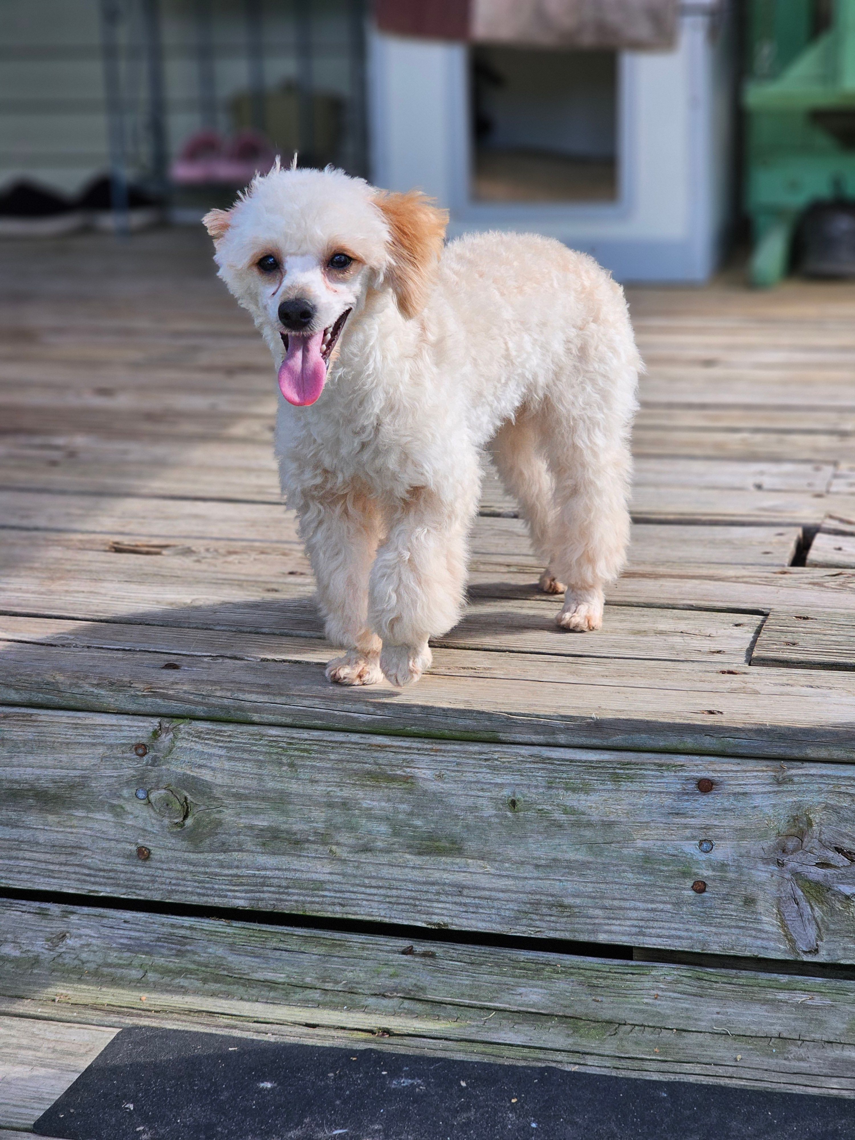 Jessie – Poodle - Toy  puppy for sale in Central, AR