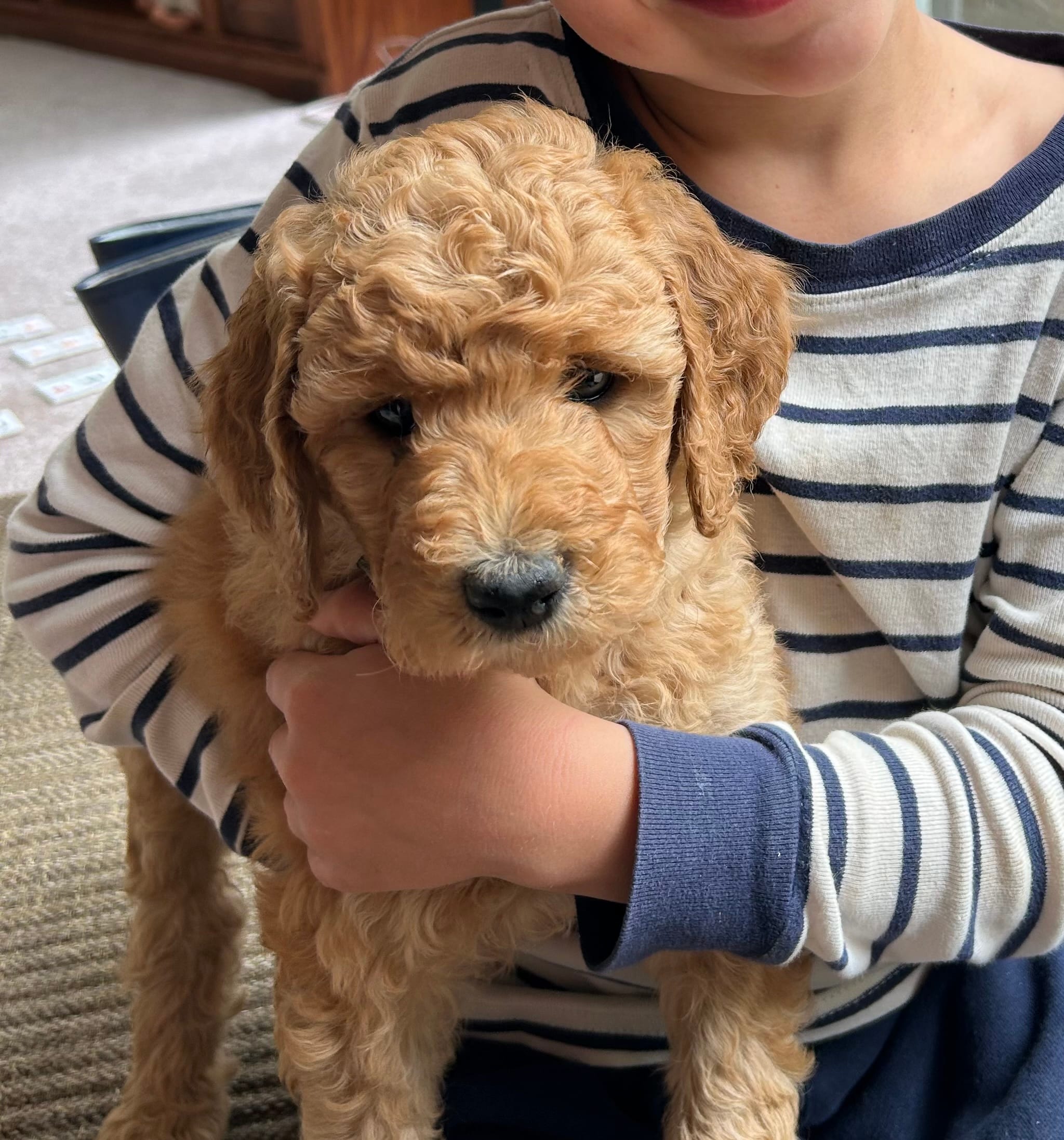 Cypress – Poodle - Standard  puppy for sale in Cleveland, TN