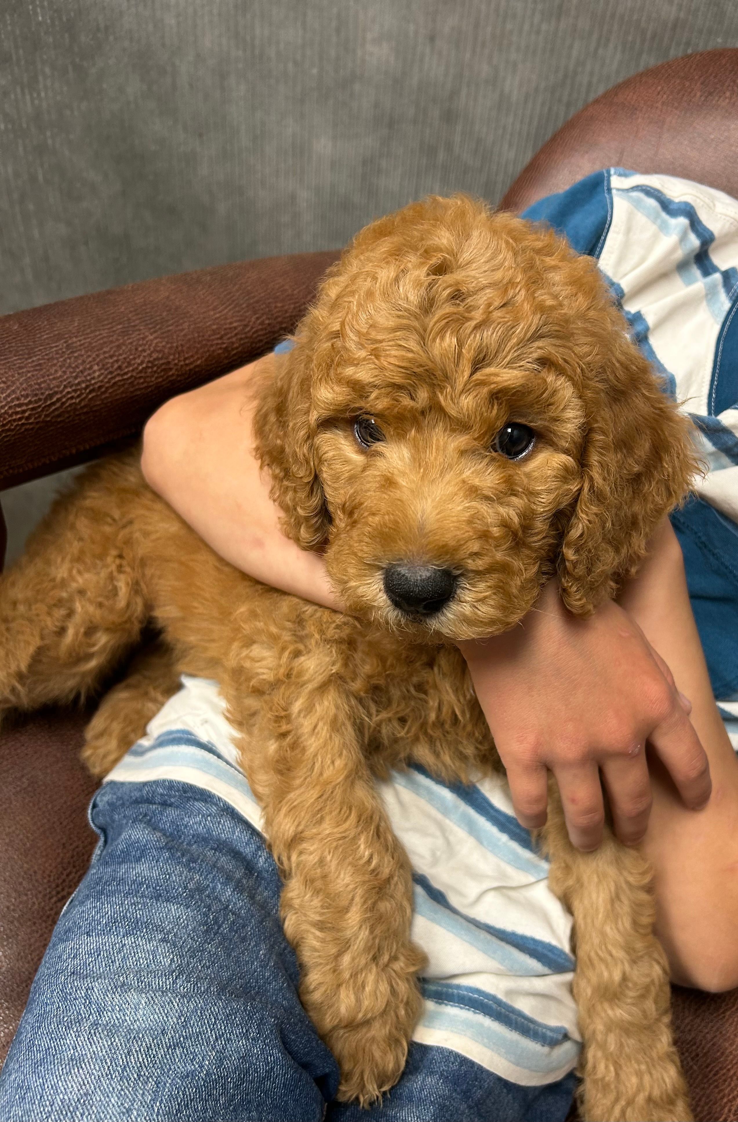 Captain – Poodle - Standard  puppy for sale in Cleveland, TN