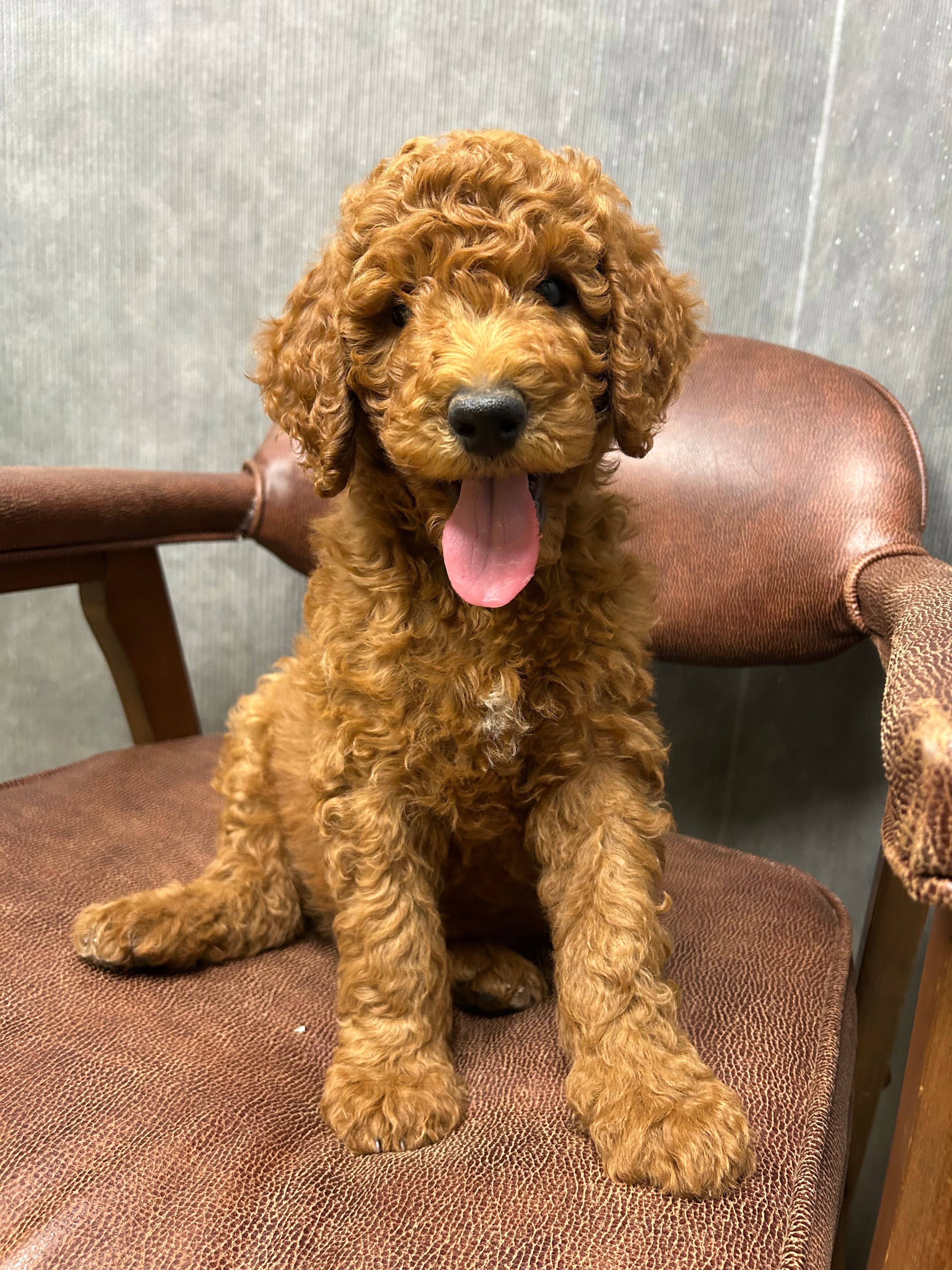 Chief – Poodle - Standard  puppy for sale in Cleveland, TN