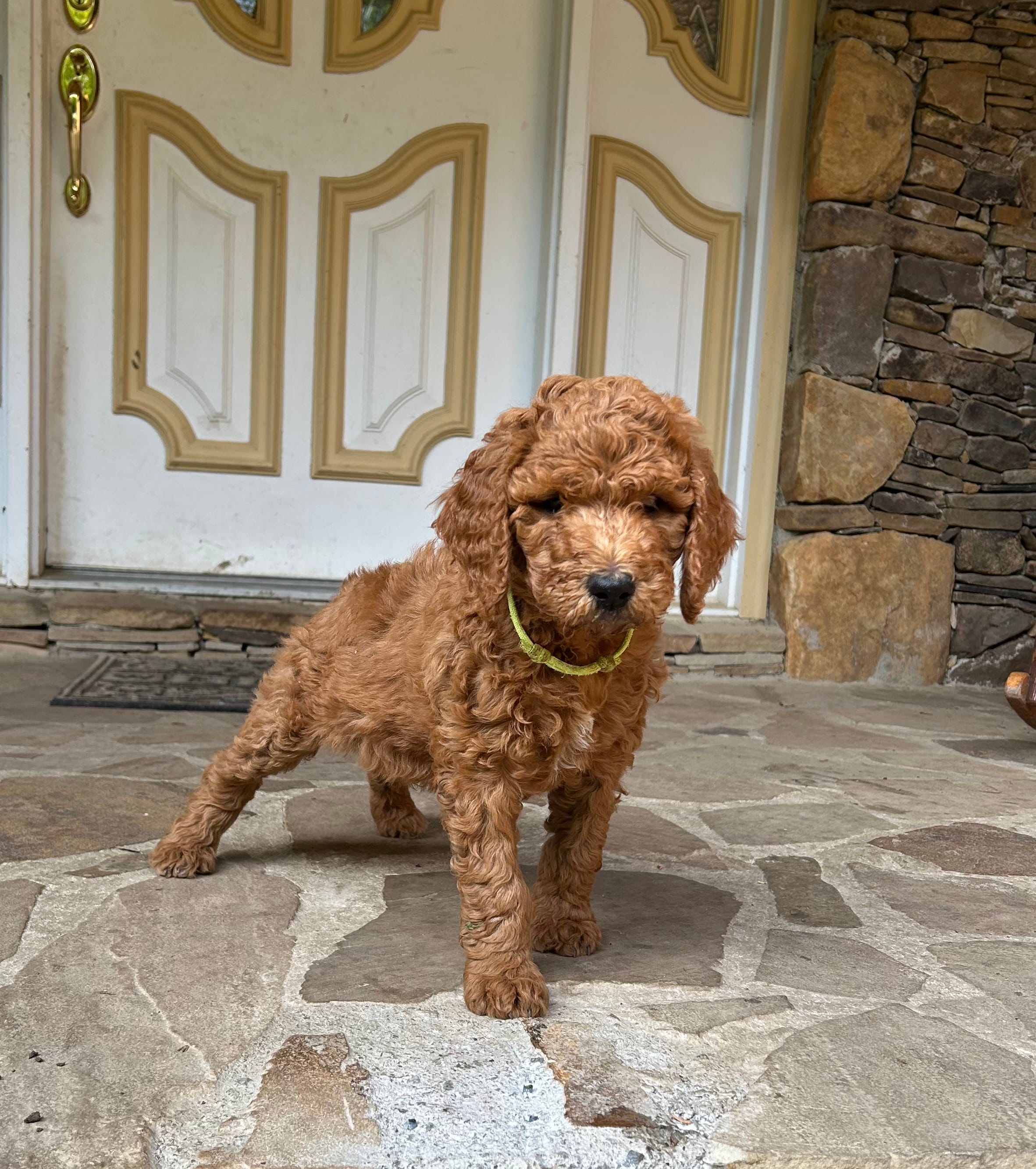 Century – Poodle - Standard  puppy for sale in Cleveland, TN