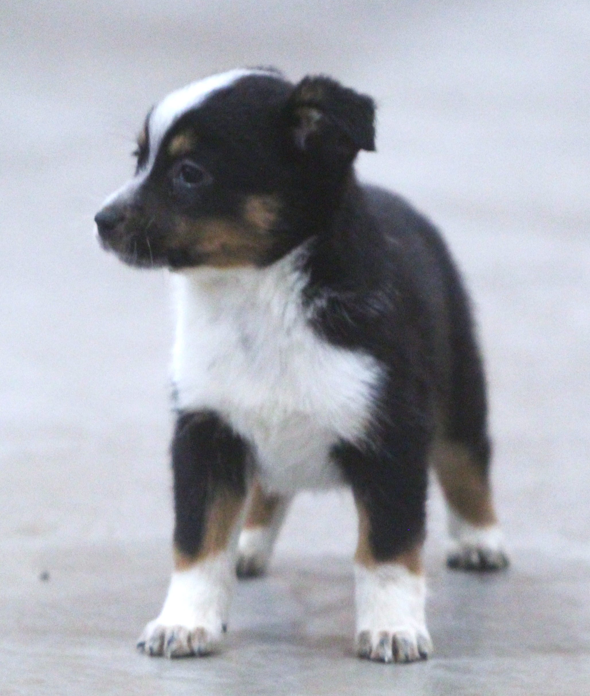 Maize – Australian Shepherd, Labrador Retriever puppy for sale in Howell, MI