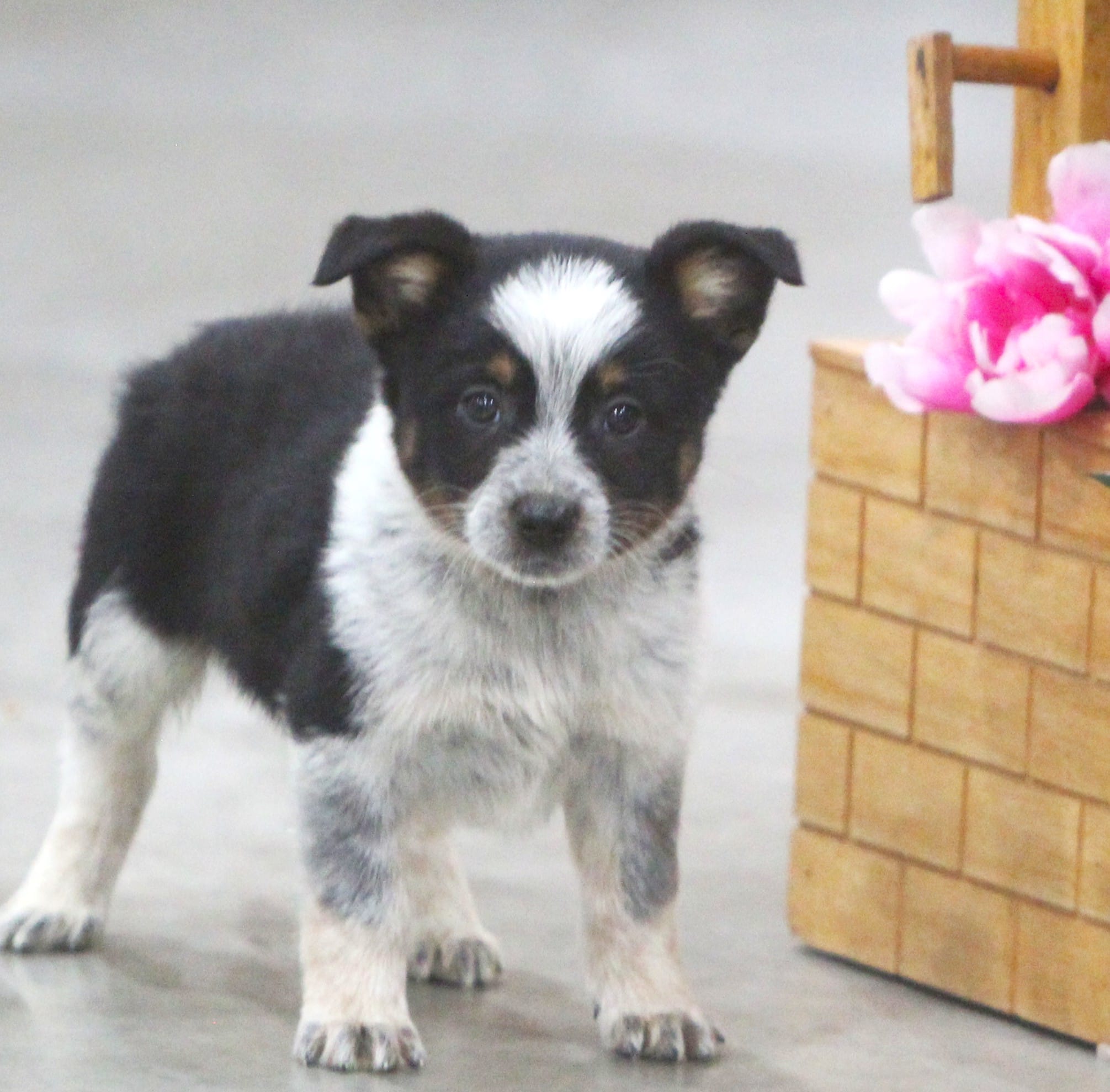 Jack – Australian Shepherd, Labrador Retriever puppy for sale in Howell, MI