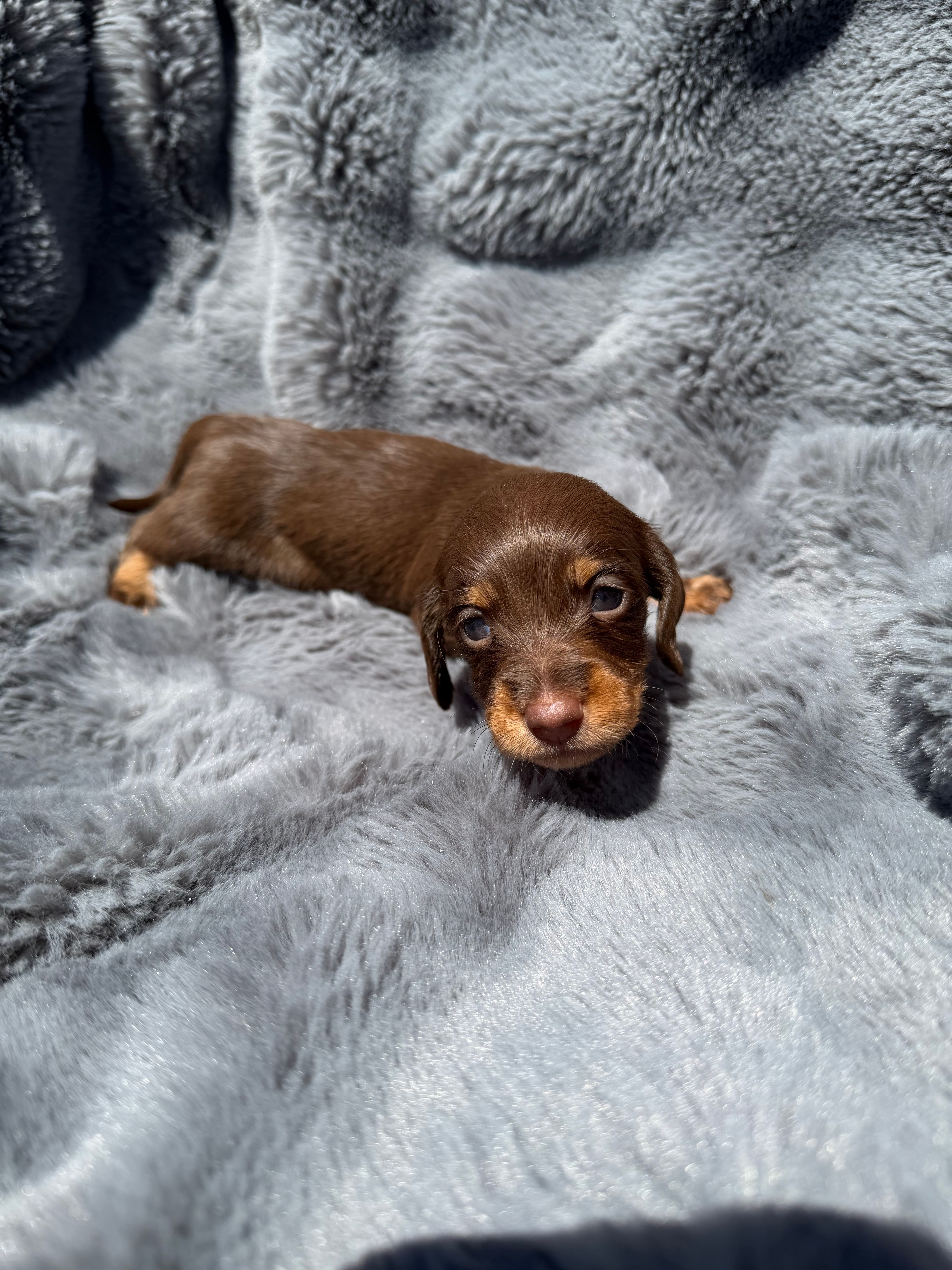 Pink female  – Miniature Dachshund puppy for sale in Pleasant Plains, AR