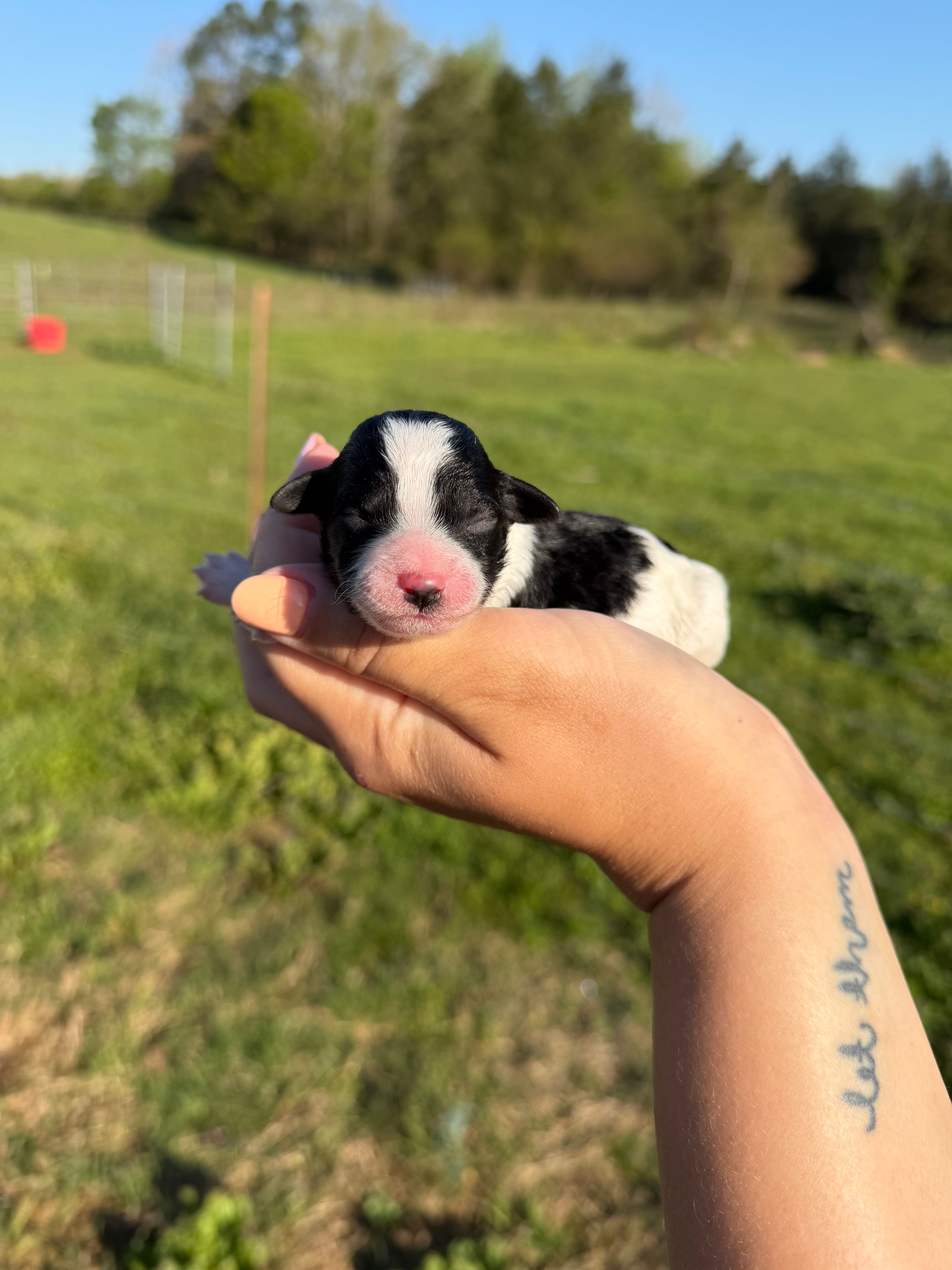 Stitch  – Poodle - Toy  puppy for sale in Pleasant Plains, AR