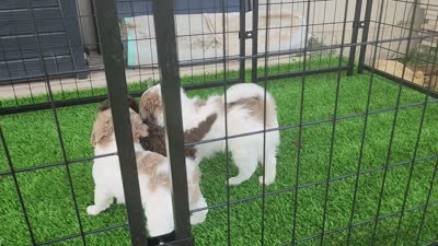 Boy 1, a male Cavapoo for sale in Junction, UT – 4 of 7