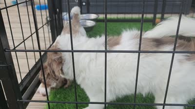 Girl 1, a female Cavapoo for sale in Junction, UT – 4 of 6