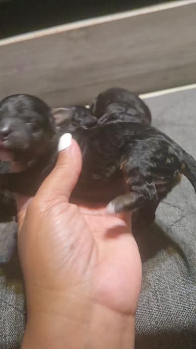 Dirty Diana, a female Maltipoo for sale in Lithonia, GA – 2 of 3