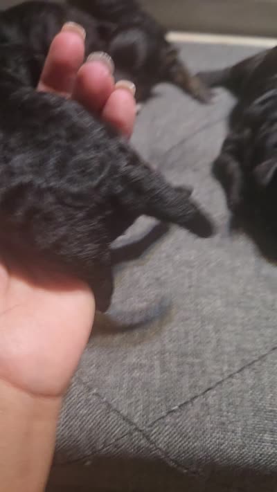Lil pine, a male Maltipoo for sale in Lithonia, GA – 2 of 2