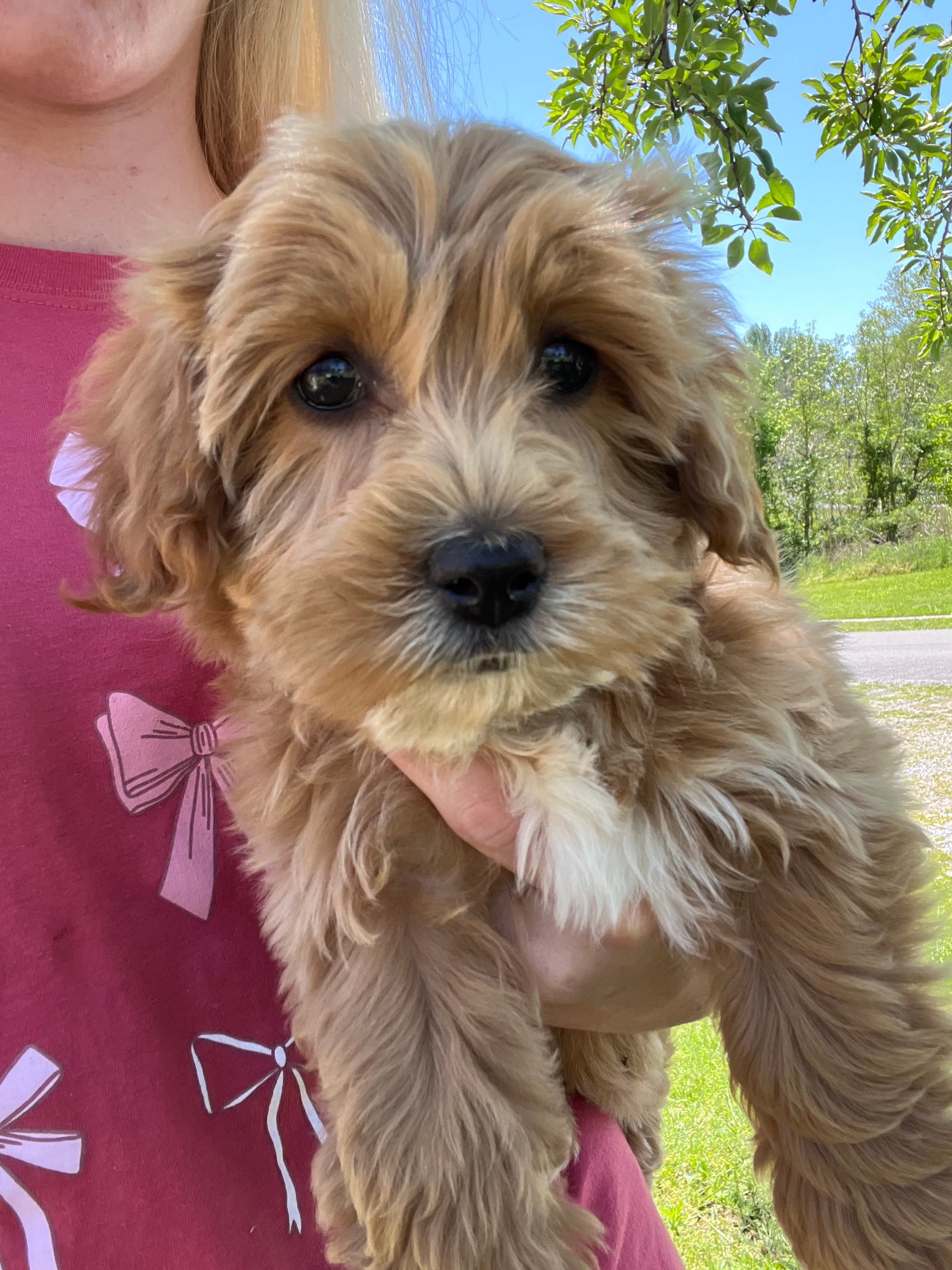Bella  – Miniature Goldendoodle puppy for sale in Madisonville, KY