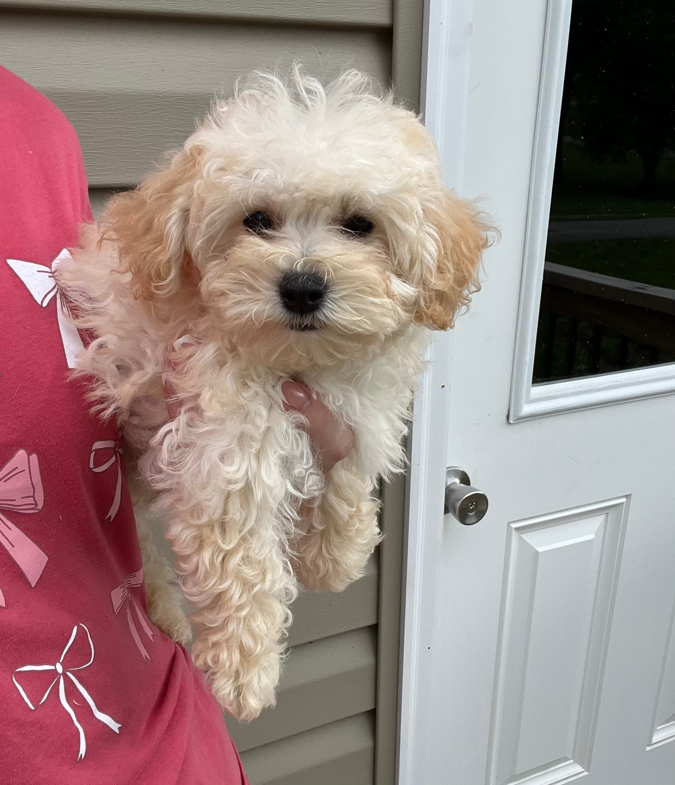 Malibu  – Miniature Goldendoodle puppy for sale in Madisonville, KY