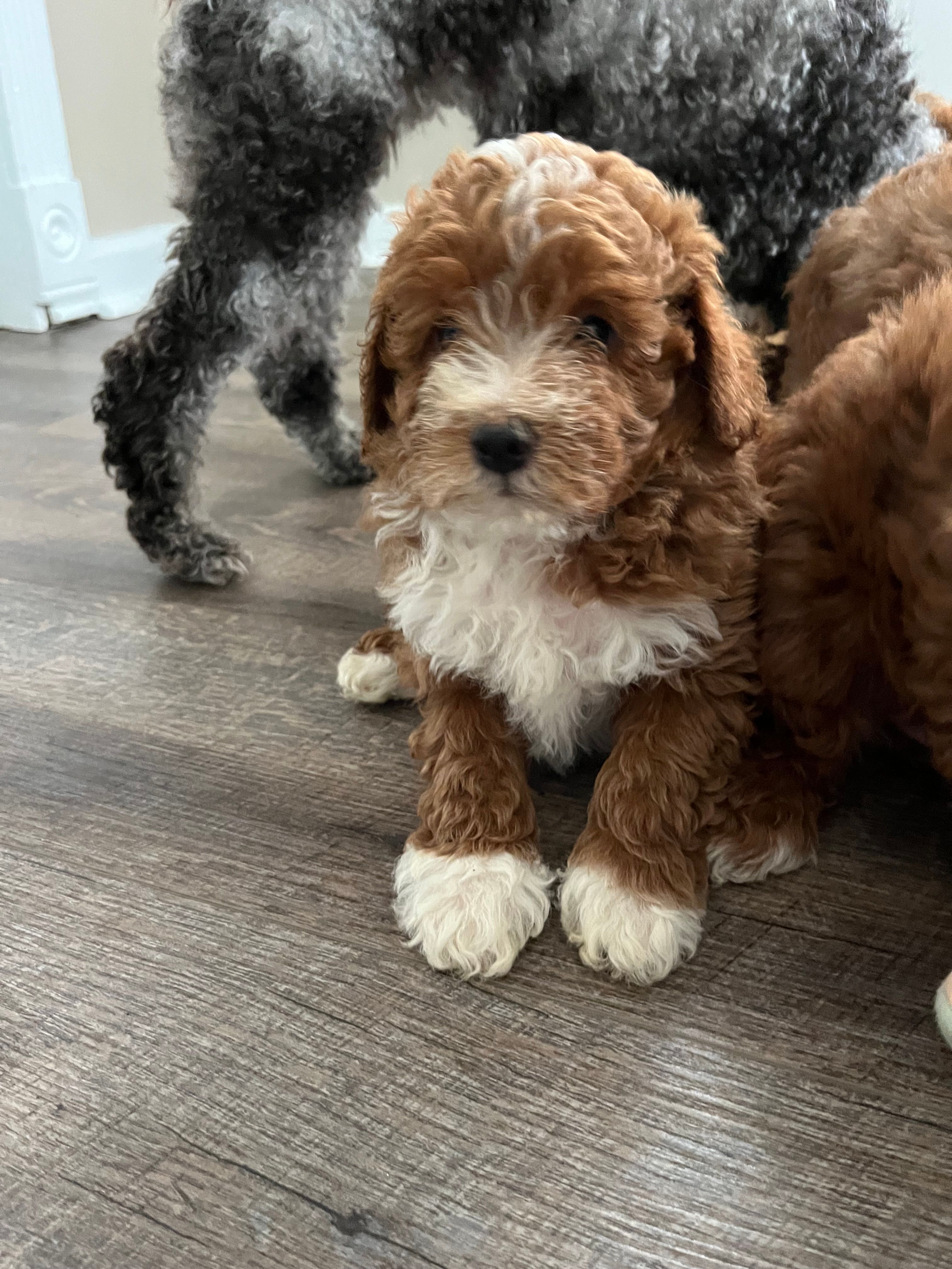 Bingo  – Miniature Goldendoodle puppy for sale in Madisonville, KY