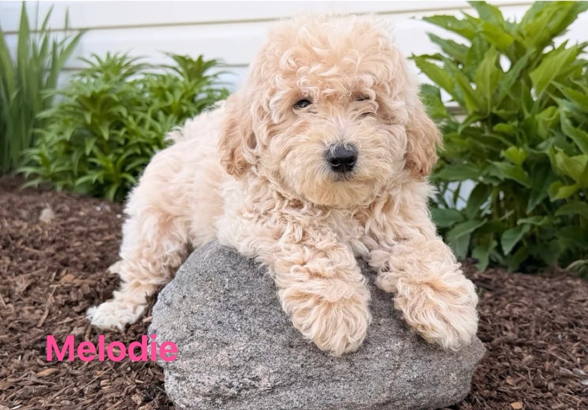 Melodie  – Miniature Goldendoodle puppy for sale in Madisonville, KY