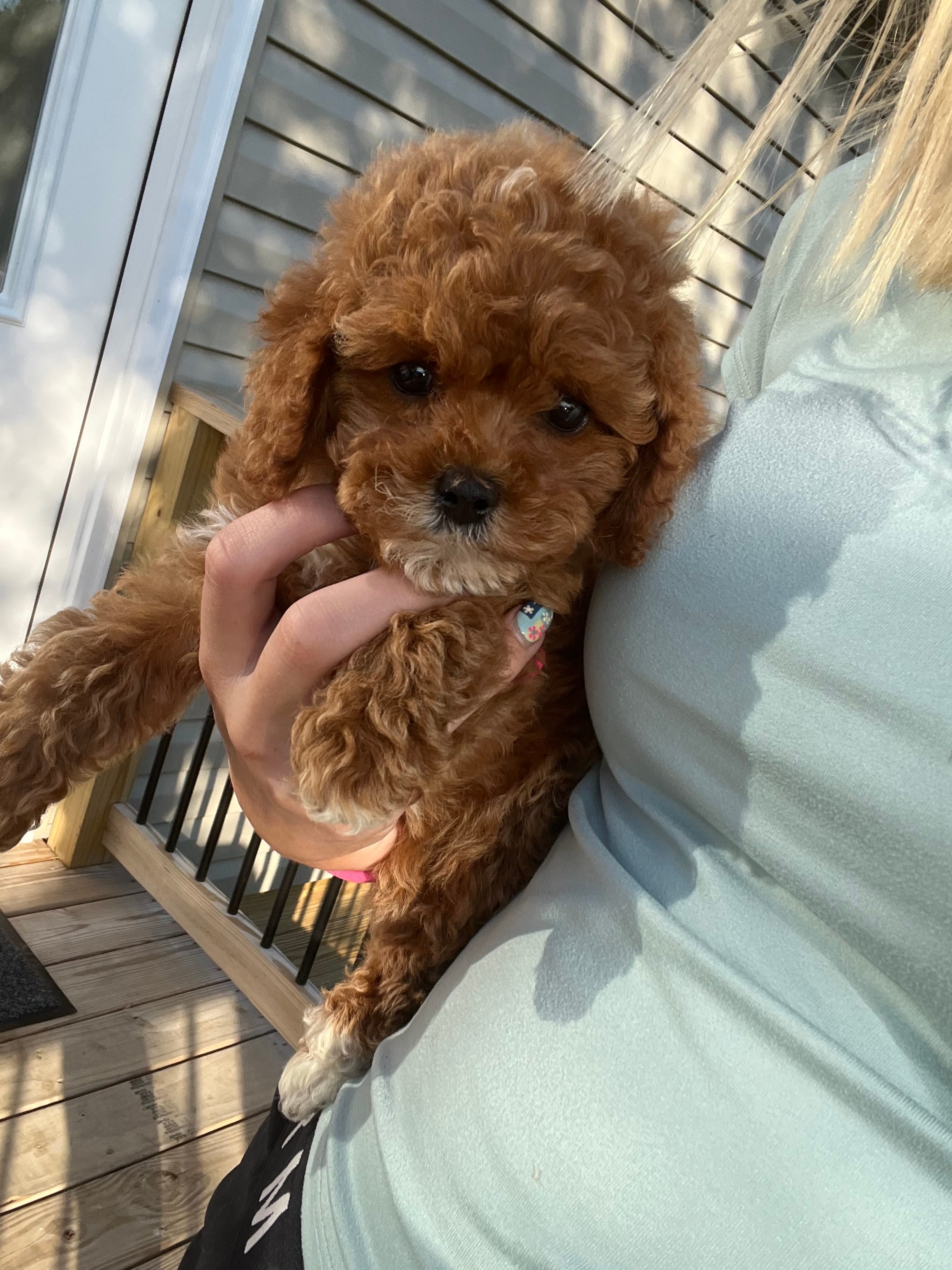 Sadie  – Miniature Goldendoodle puppy for sale in Madisonville, KY