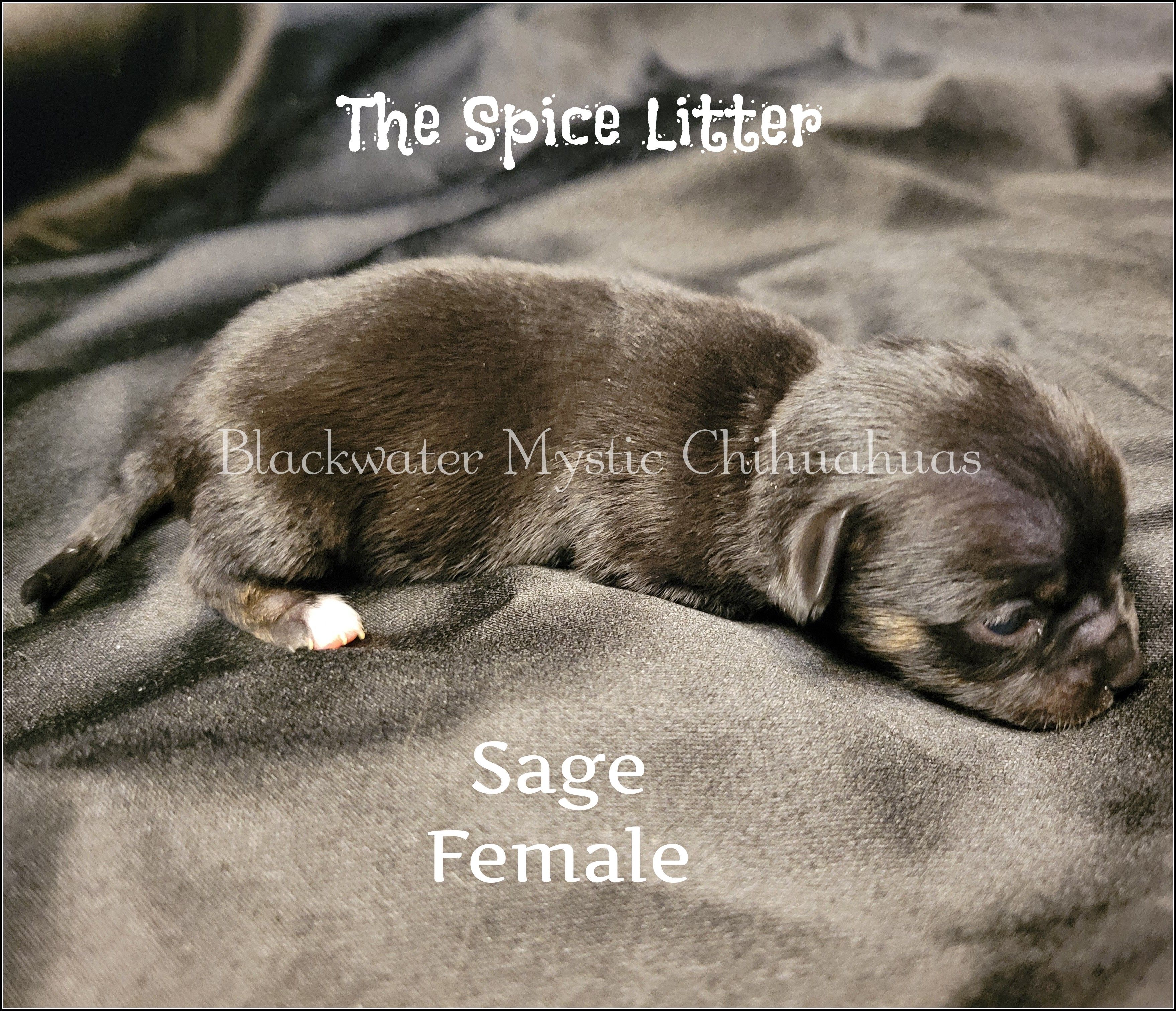 Sage – Chihuahua puppy for sale in Newport, NH