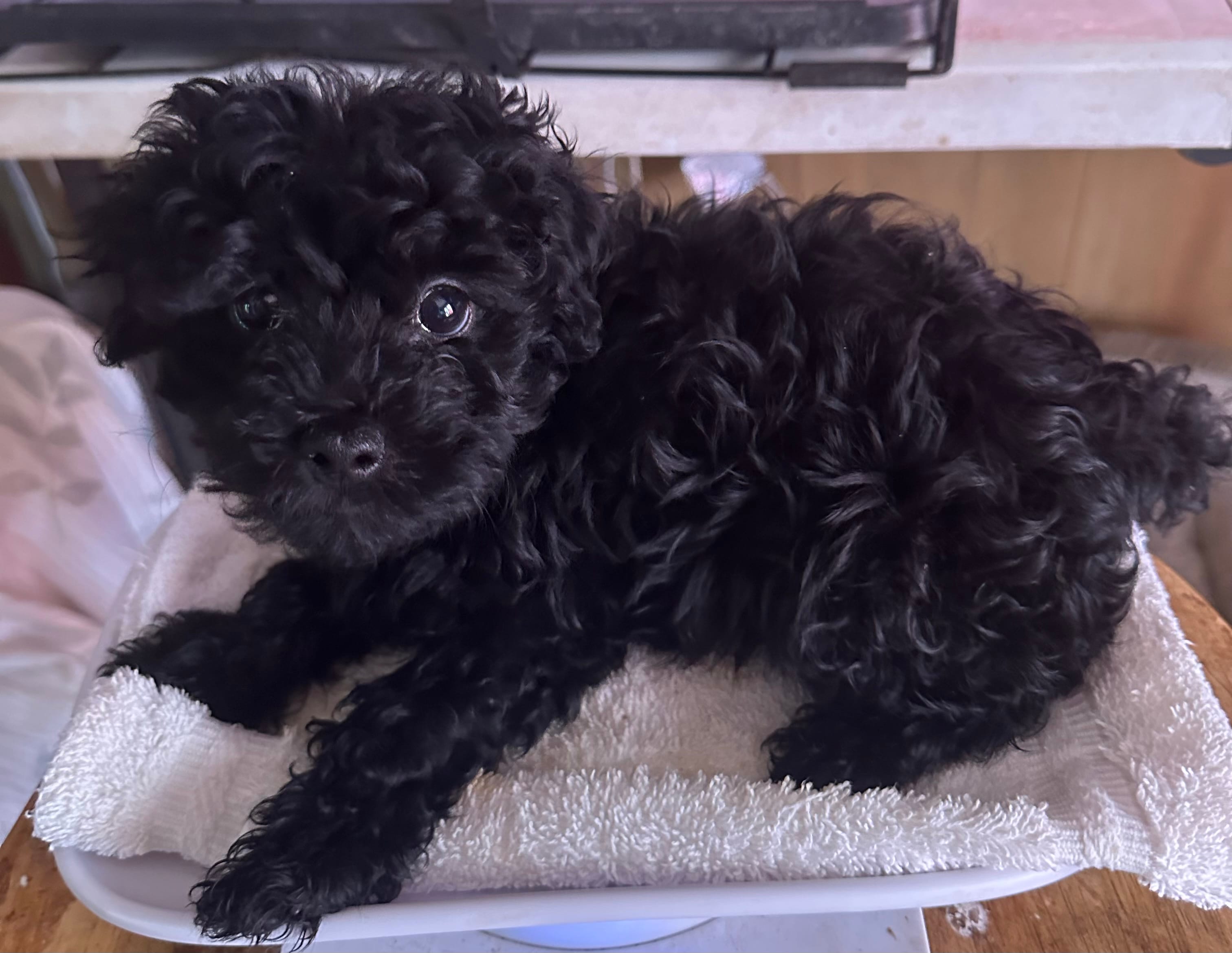 Tiny – Yorkshire Terrier, Poodle - Toy  puppy for sale in Eden, MD