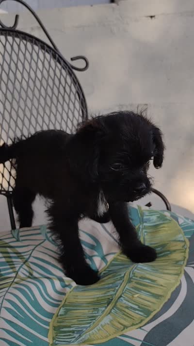 Luna, a female Pugapoo for sale in Coolidge, AZ – 2 of 10