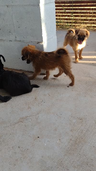 Bruno, a male Pugapoo for sale in Coolidge, AZ – 2 of 9