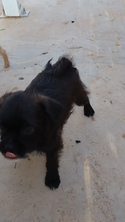 Dos, a male Pugapoo for sale in Coolidge, AZ – 2 of 10