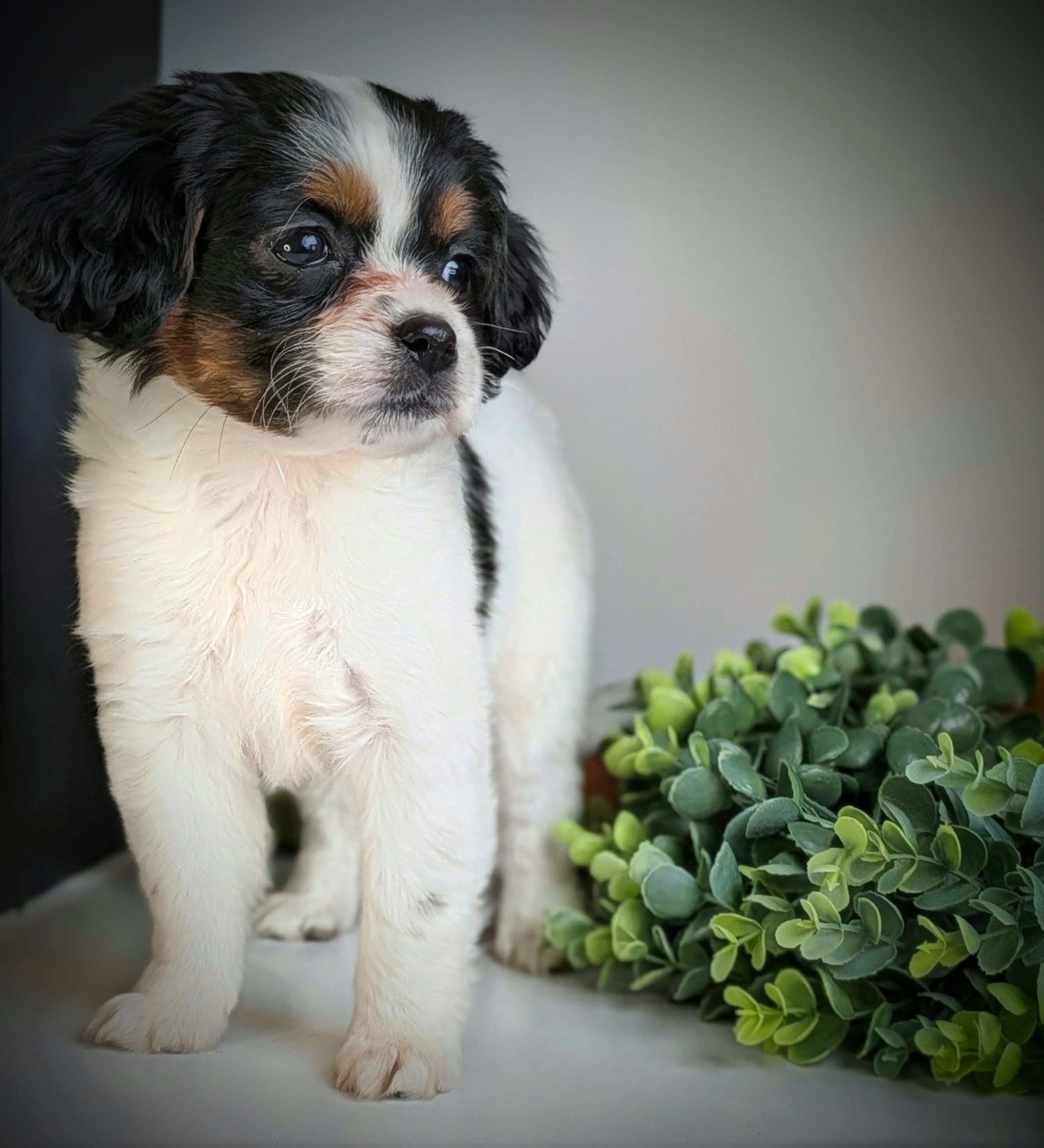 Peanut  – Aussalier puppy for sale in Pennock, MN