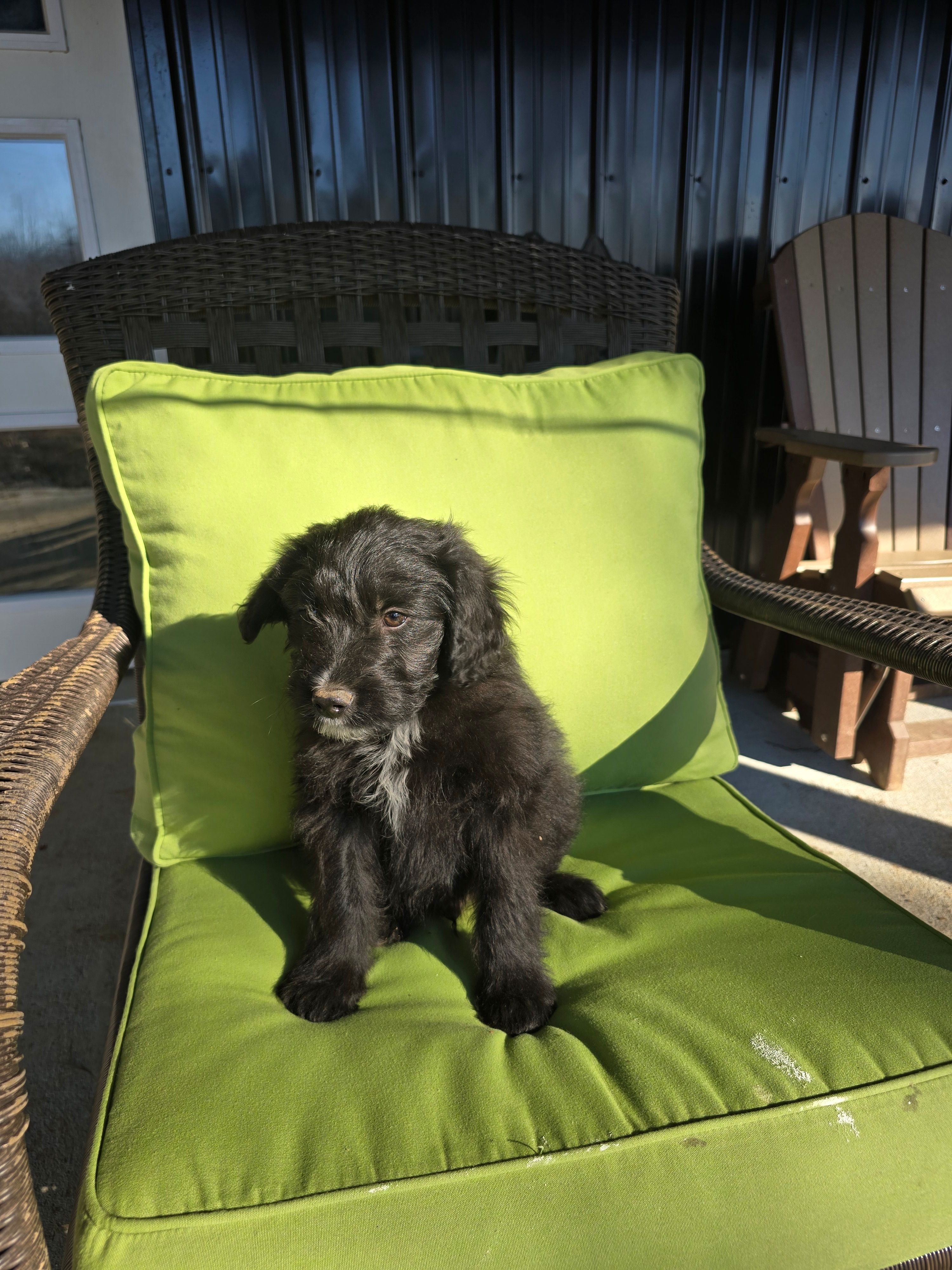 Blackie, a male Australian Shepherd and Miniature Goldendoodle for sale in Orleans, IN – Photo 2 of 6