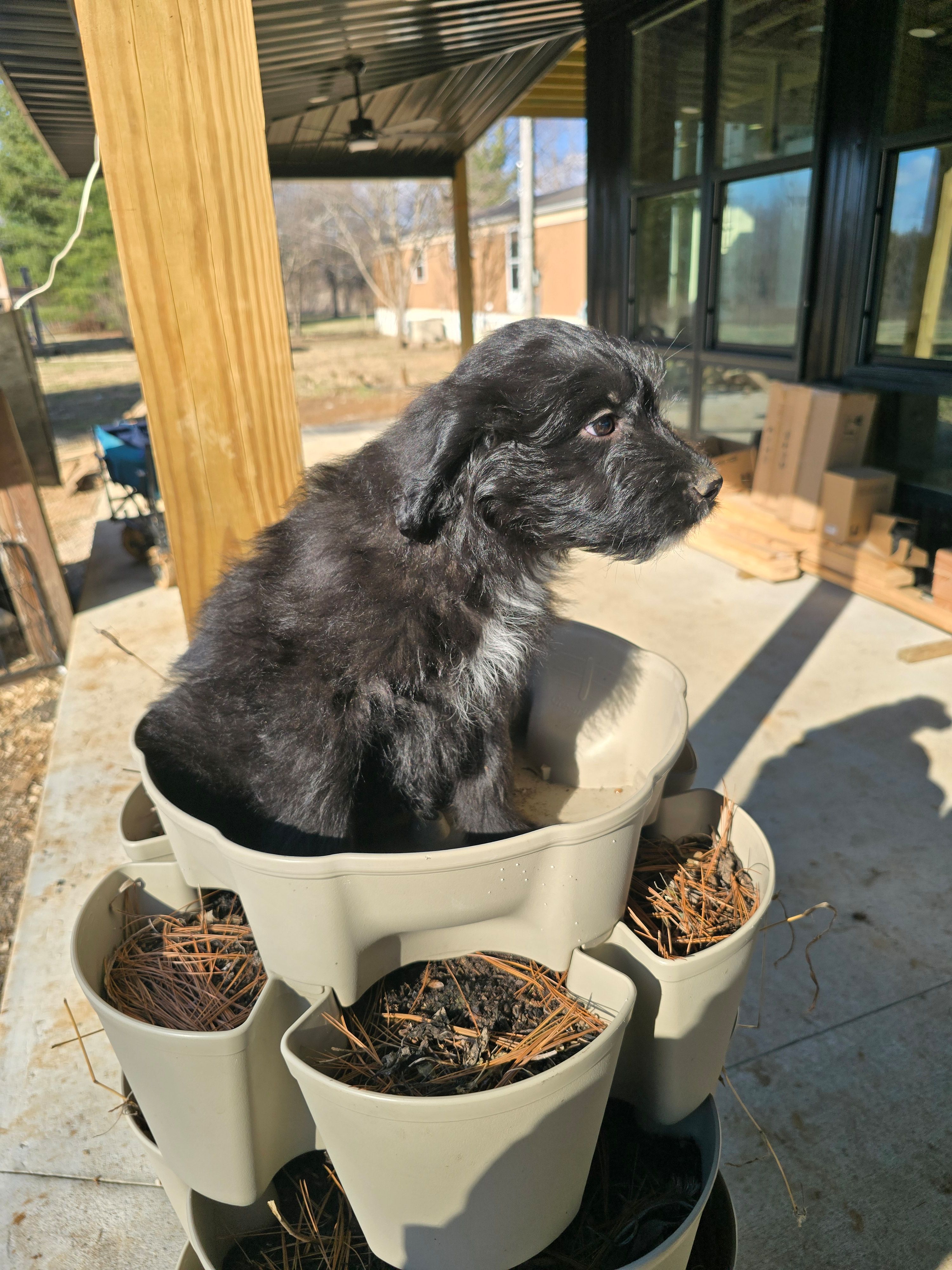 Blackie – Australian Shepherd, Miniature Goldendoodle puppy for sale in Orleans, IN