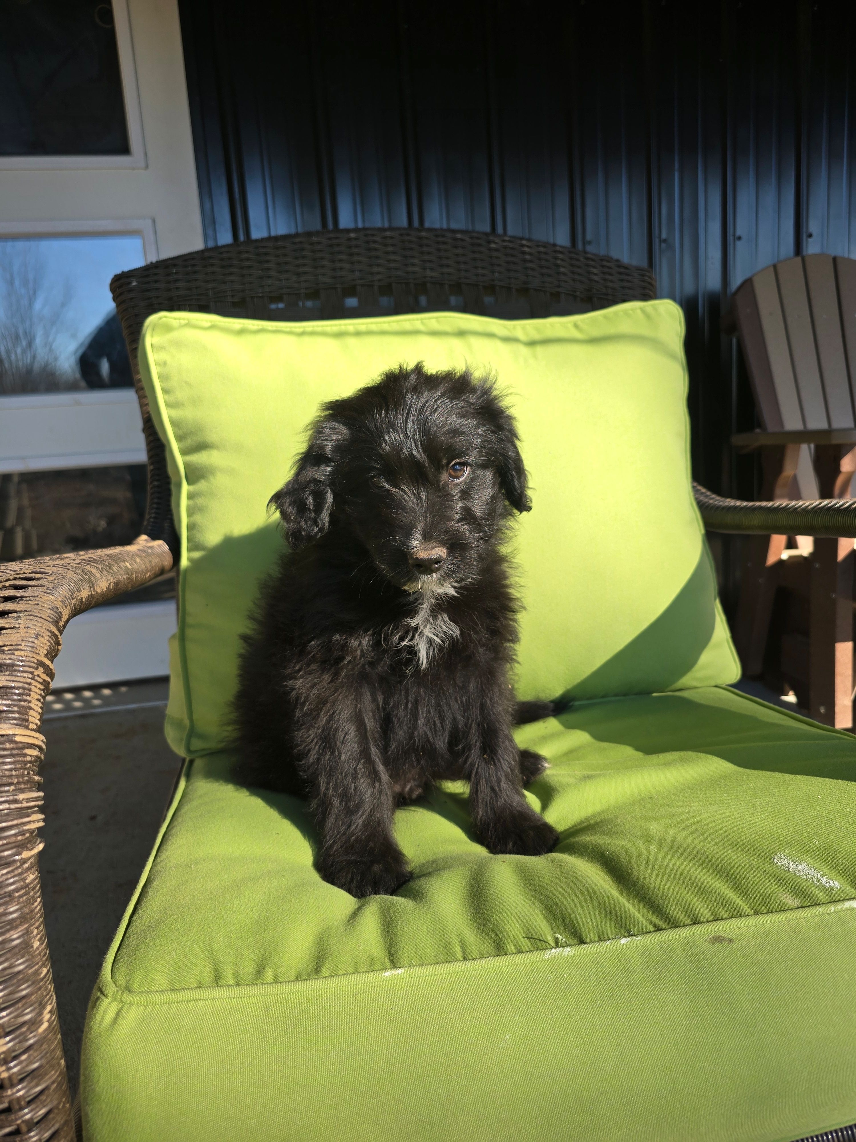 Blackie, a male Australian Shepherd and Miniature Goldendoodle for sale in Orleans, IN – Photo 5 of 6