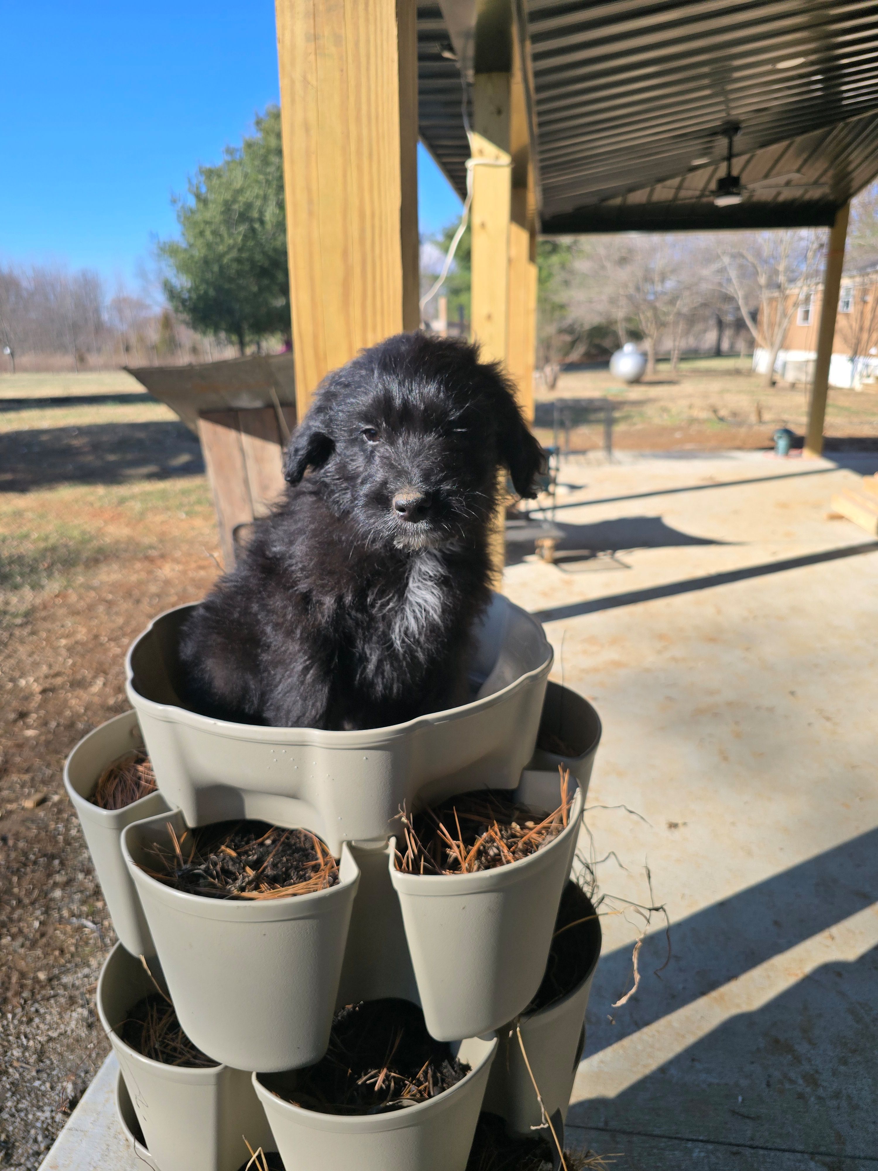 Blackie, a male Australian Shepherd and Miniature Goldendoodle for sale in Orleans, IN – Photo 6 of 6