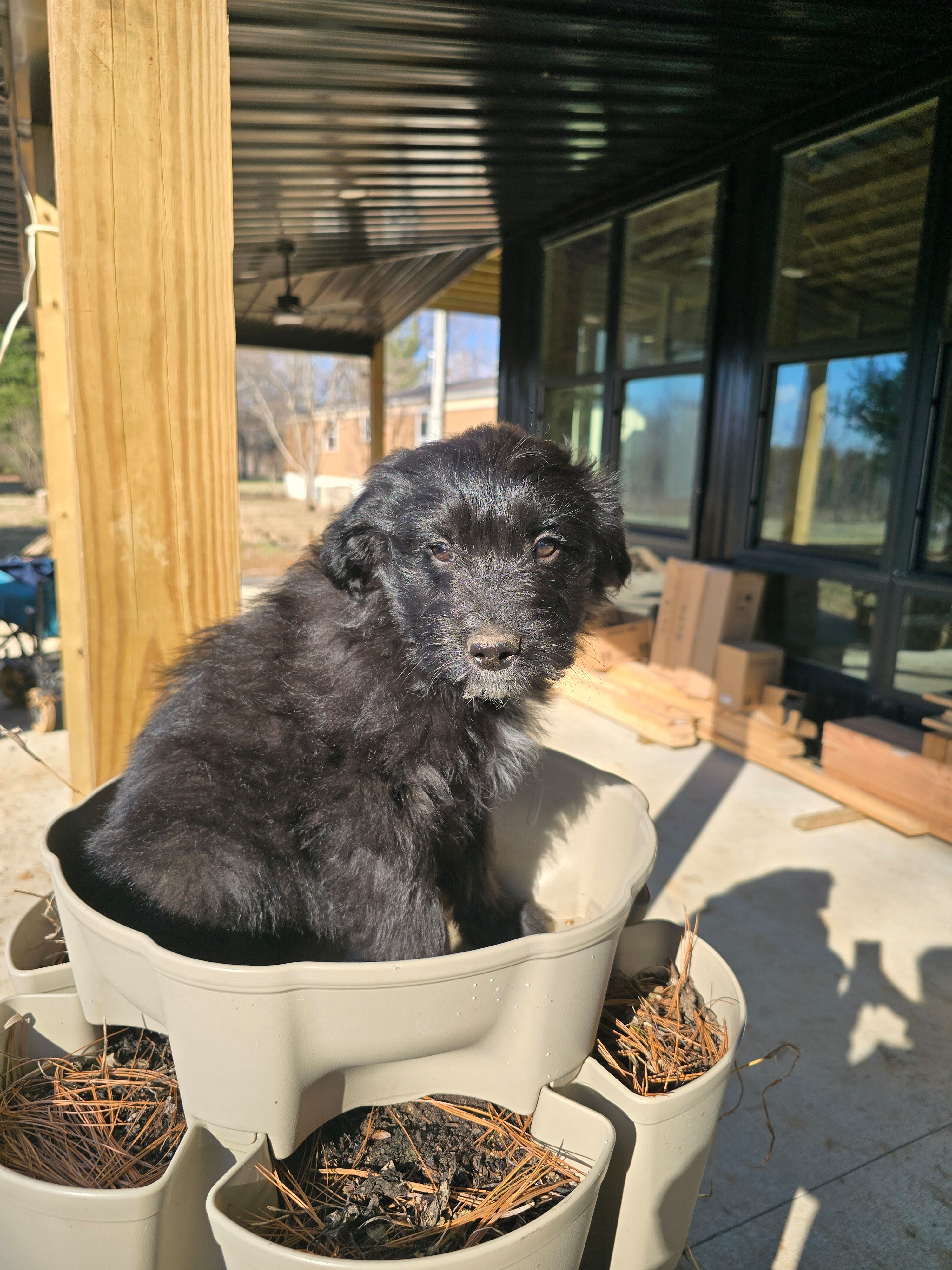 Blackie, a male Australian Shepherd and Miniature Goldendoodle for sale in Orleans, IN – Photo 3 of 6