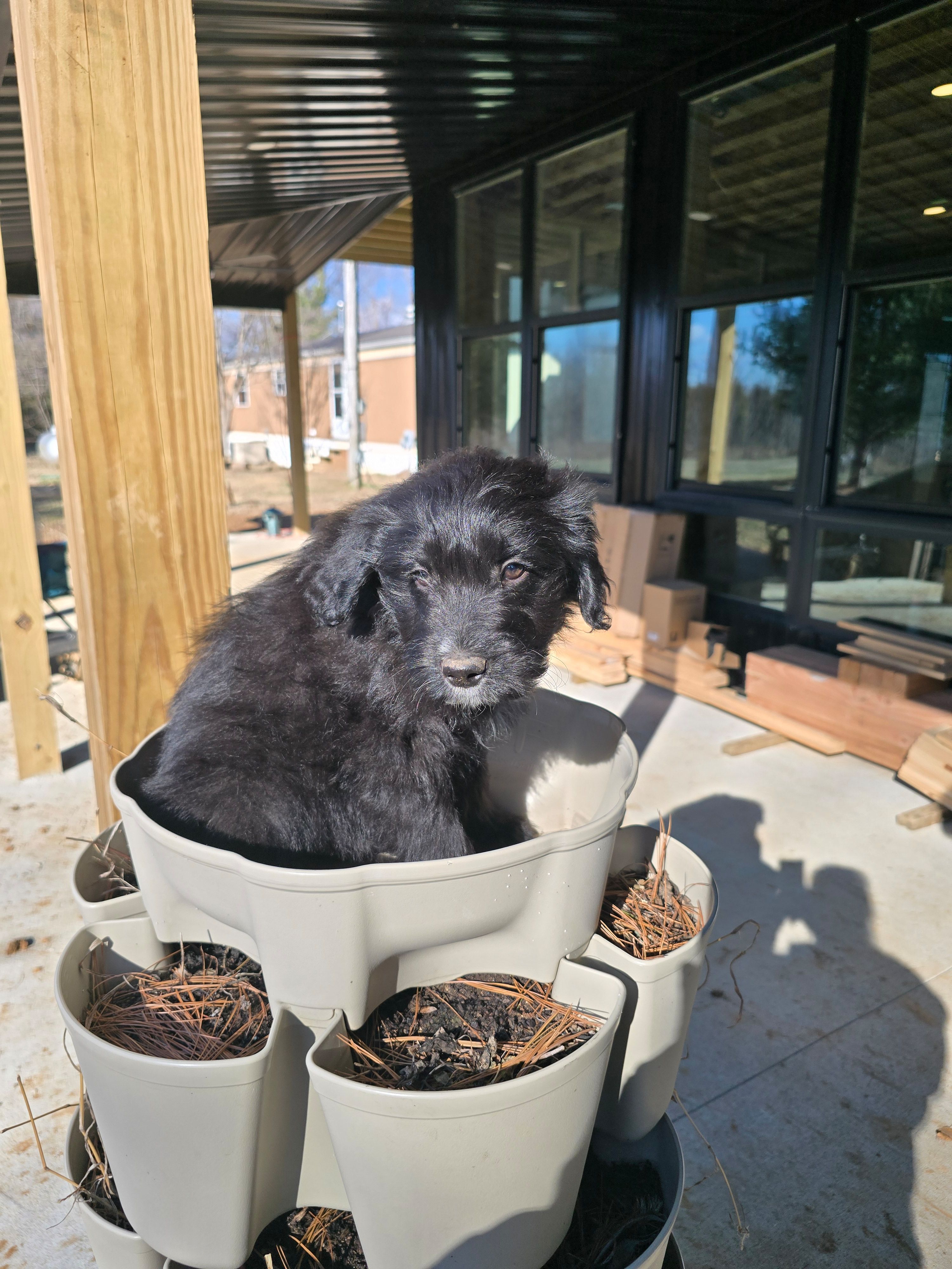 Blackie, a male Australian Shepherd and Miniature Goldendoodle for sale in Orleans, IN – Photo 4 of 6