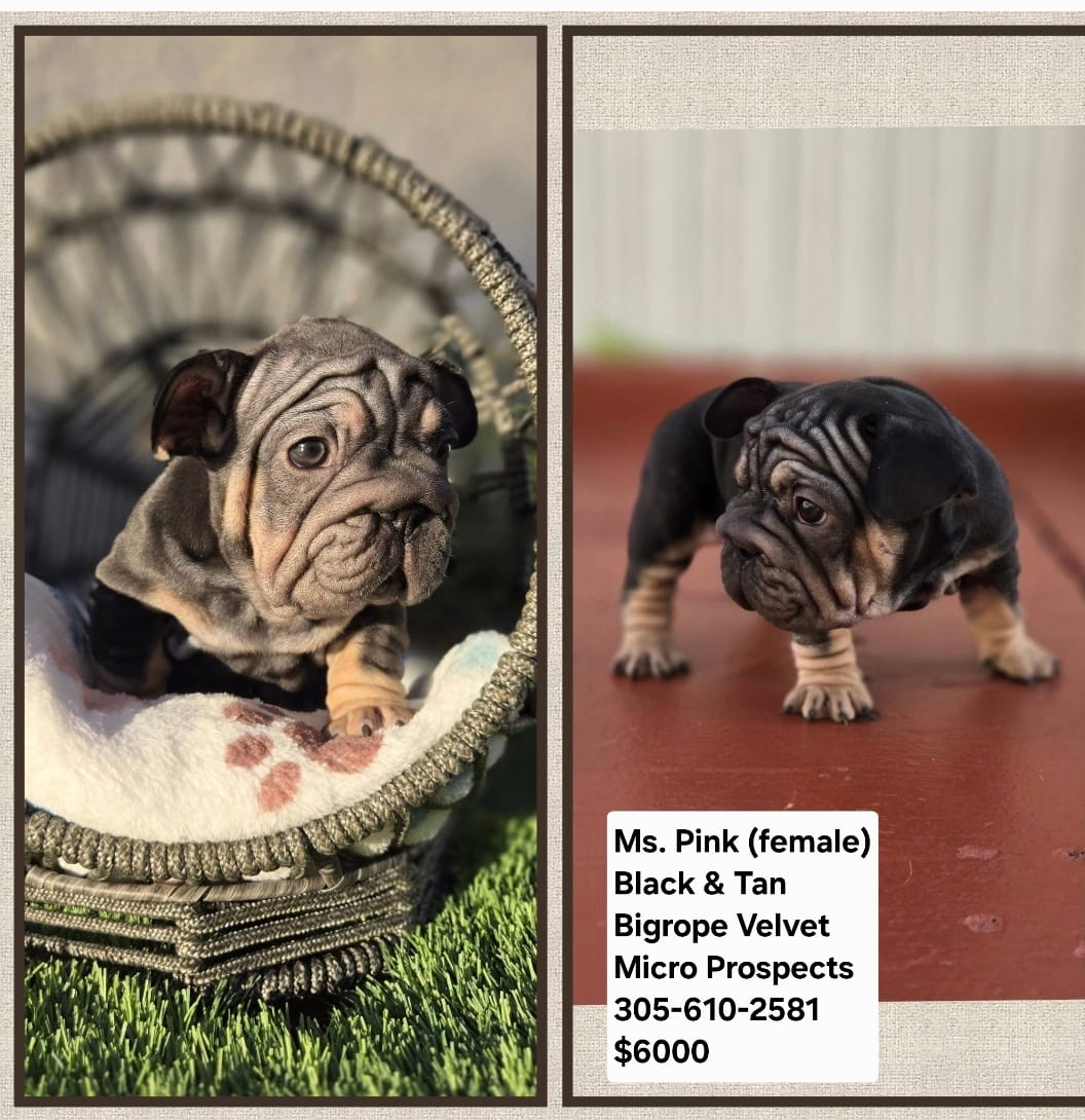 Mr. Blue – French Bulldog puppy for sale in Miami, FL