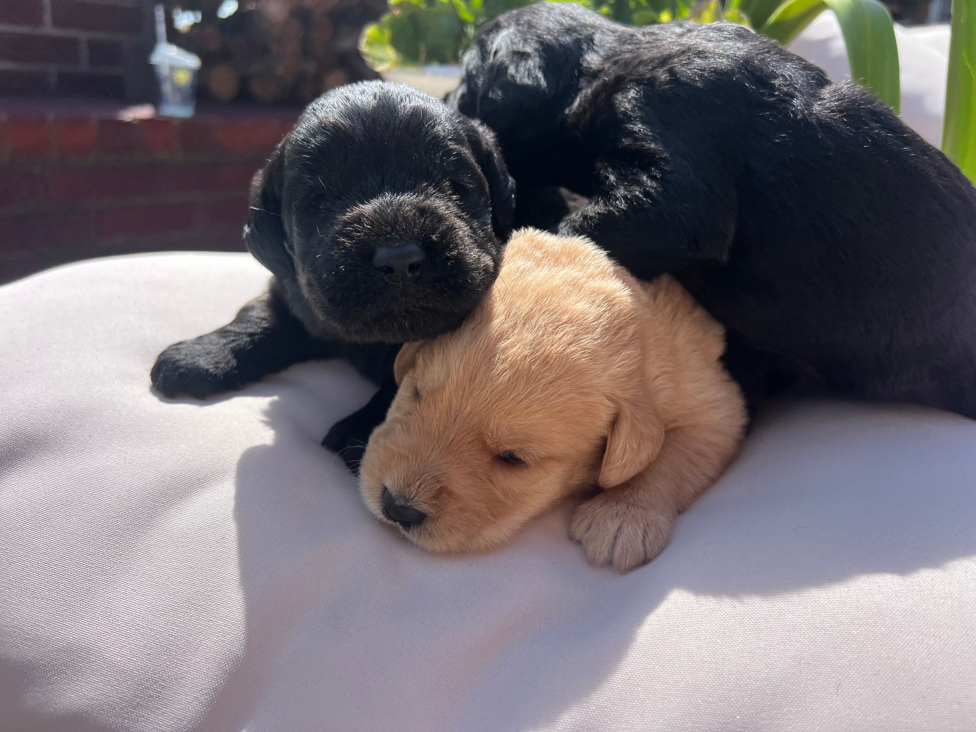 Teddy – Labradoodle puppy for sale in Noble, OK