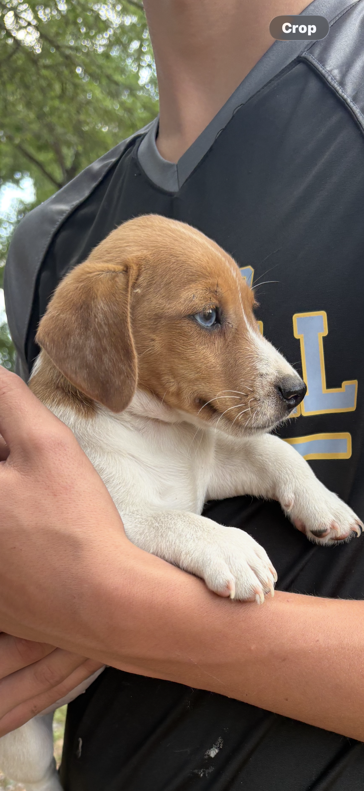 M3 sas – Jack Russell Terrier puppy for sale in Chiefland, FL
