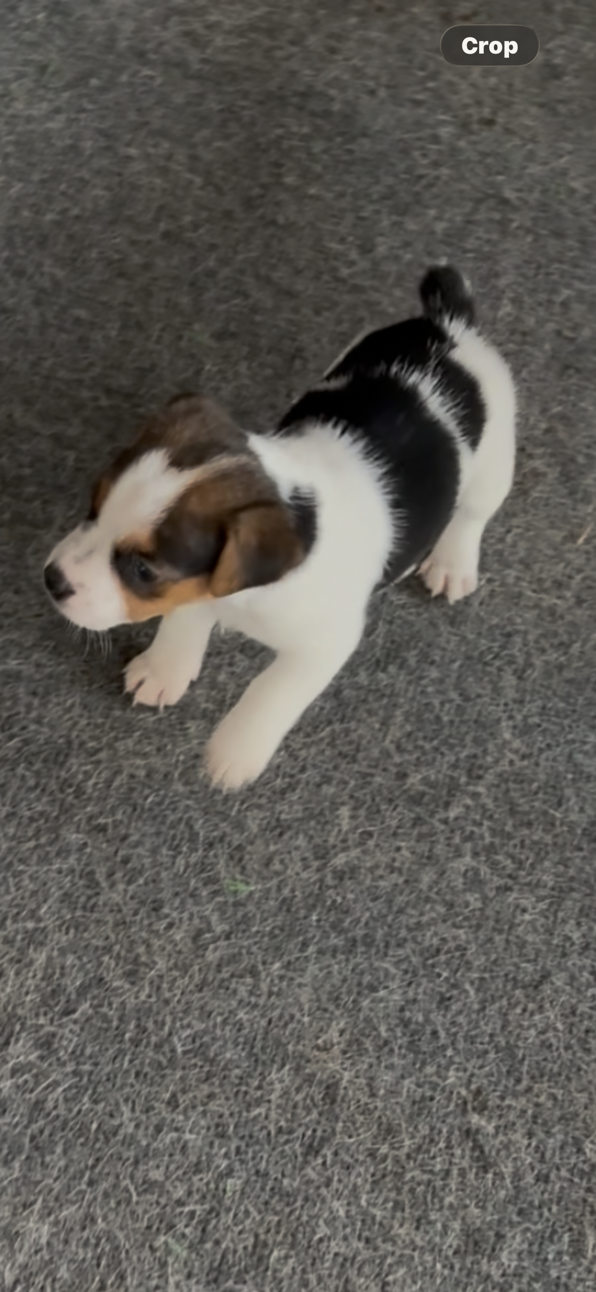 F Maz 2 – Jack Russell Terrier puppy for sale in Chiefland, FL