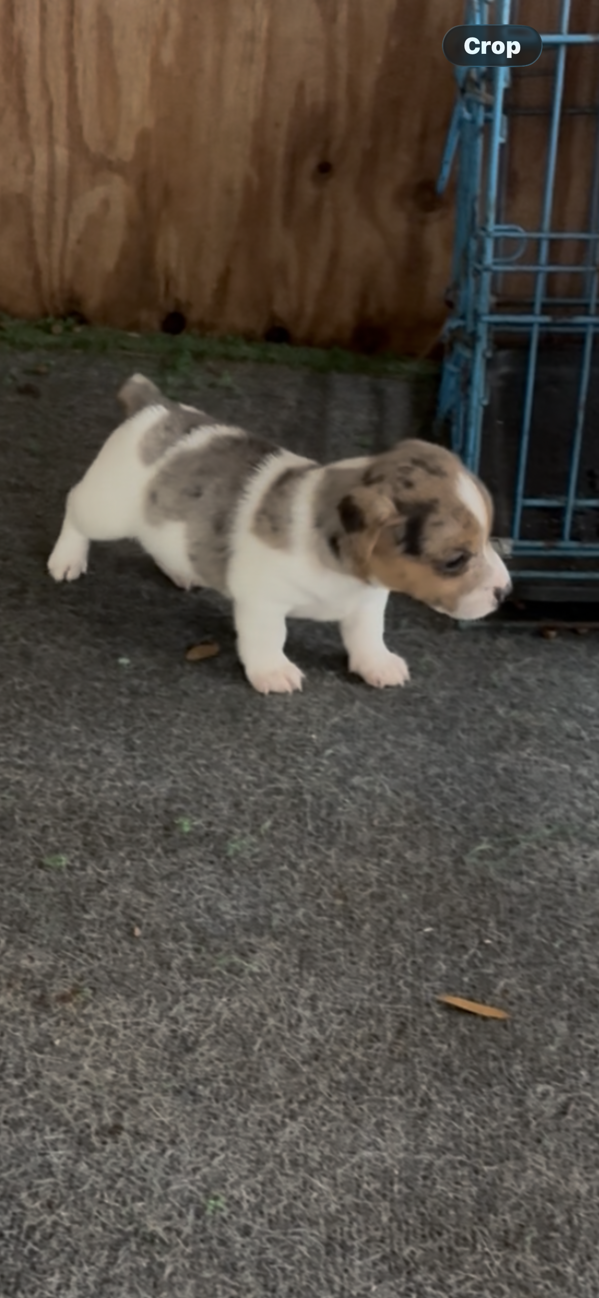 Maz m 2 – Jack Russell Terrier puppy for sale in Chiefland, FL