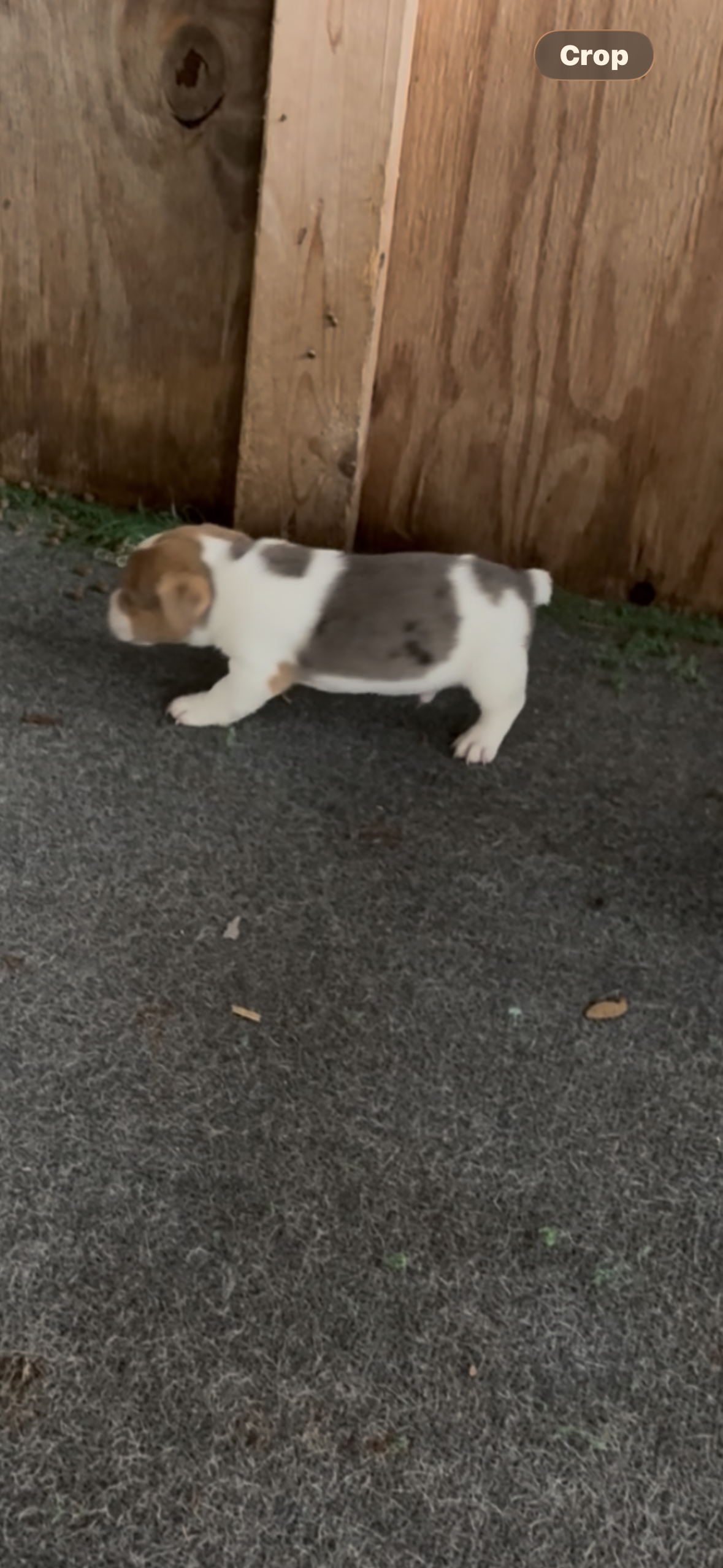 Maz m 1 – Jack Russell Terrier puppy for sale in Chiefland, FL