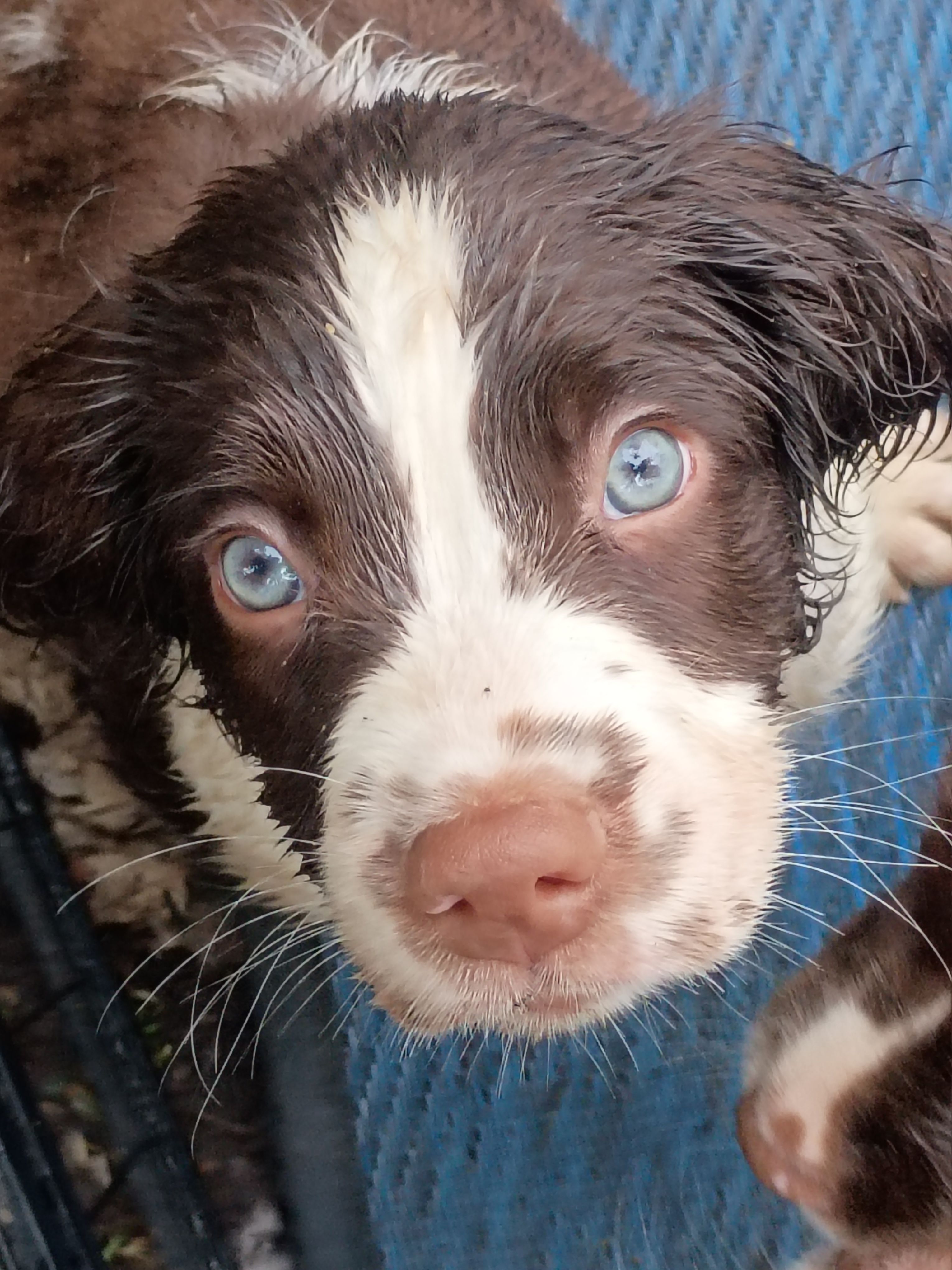 Rocky, the Spunky – English Springer Spaniel puppy for sale in Houston, TX