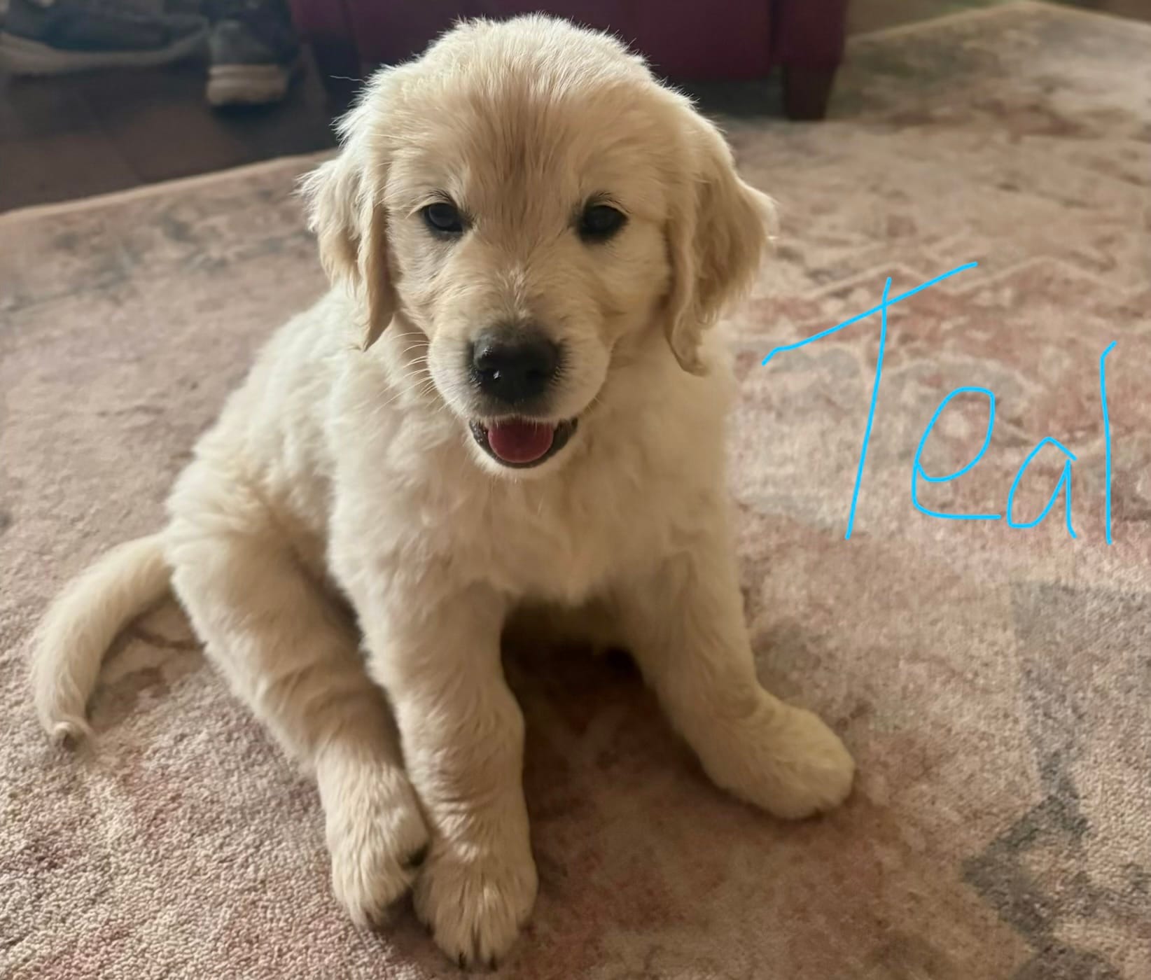 Teal Female – Golden Retriever, English Cream Golden Retriever puppy for sale in Sevierville, TN