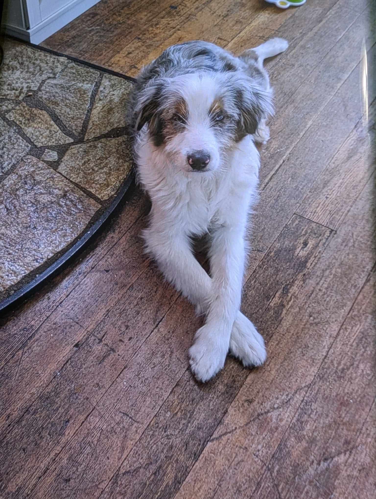 Linc – Aussiedoodle puppy for sale in Ontario, OR