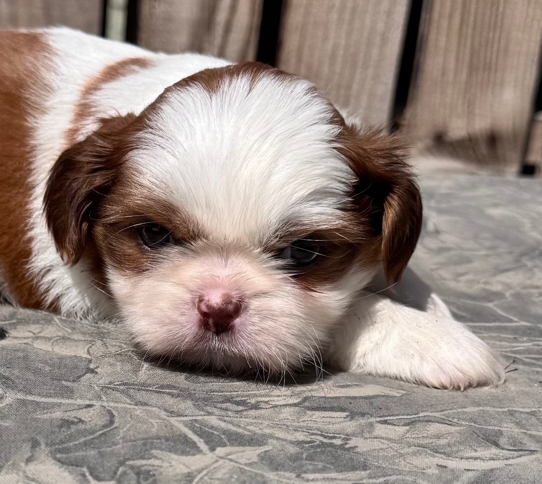 Soraf – Shih Tzu puppy for sale in Ontario, OR