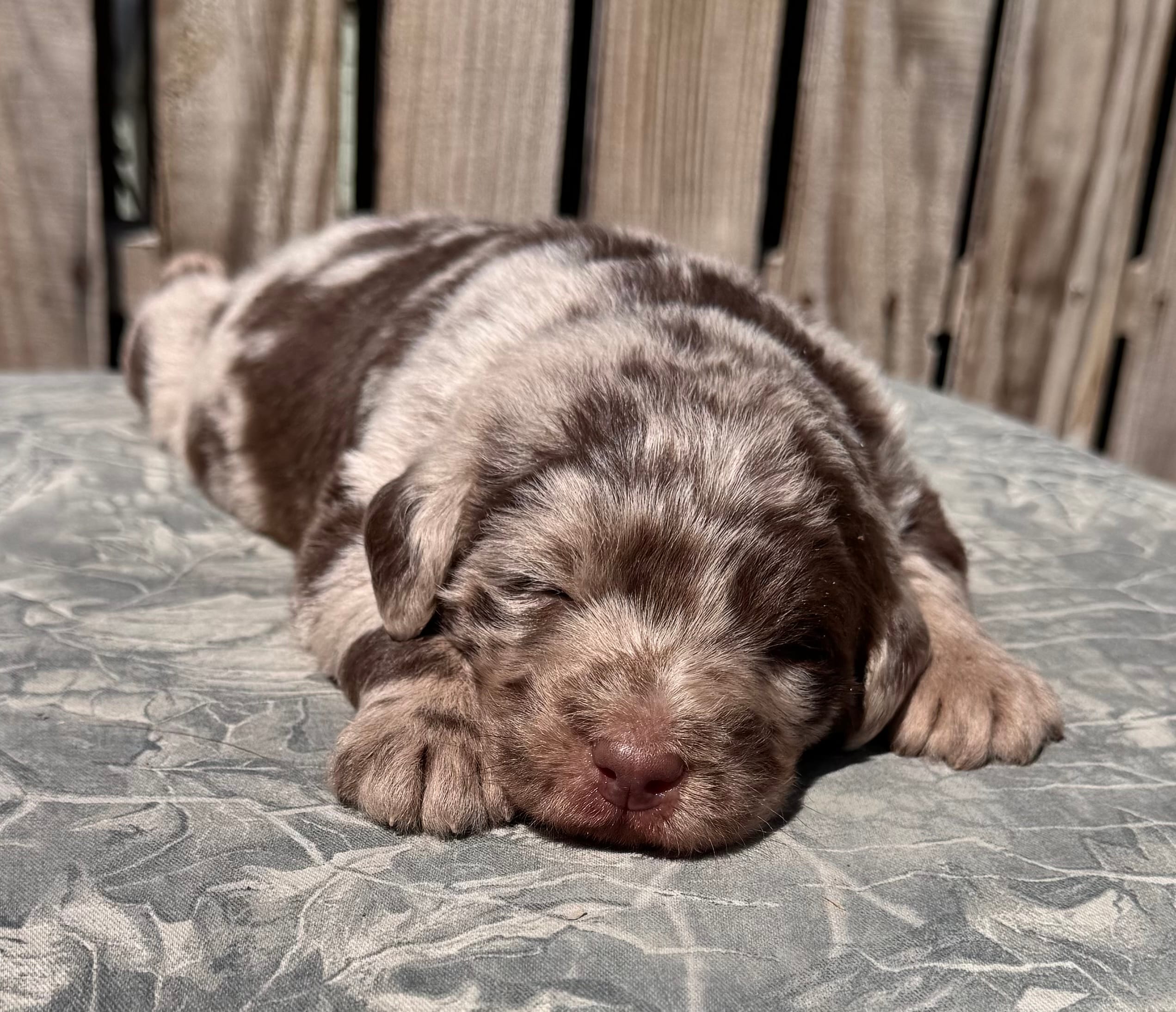 Ruger M – Australian Shepherd, Labrador Retriever puppy for sale in Ontario, OR