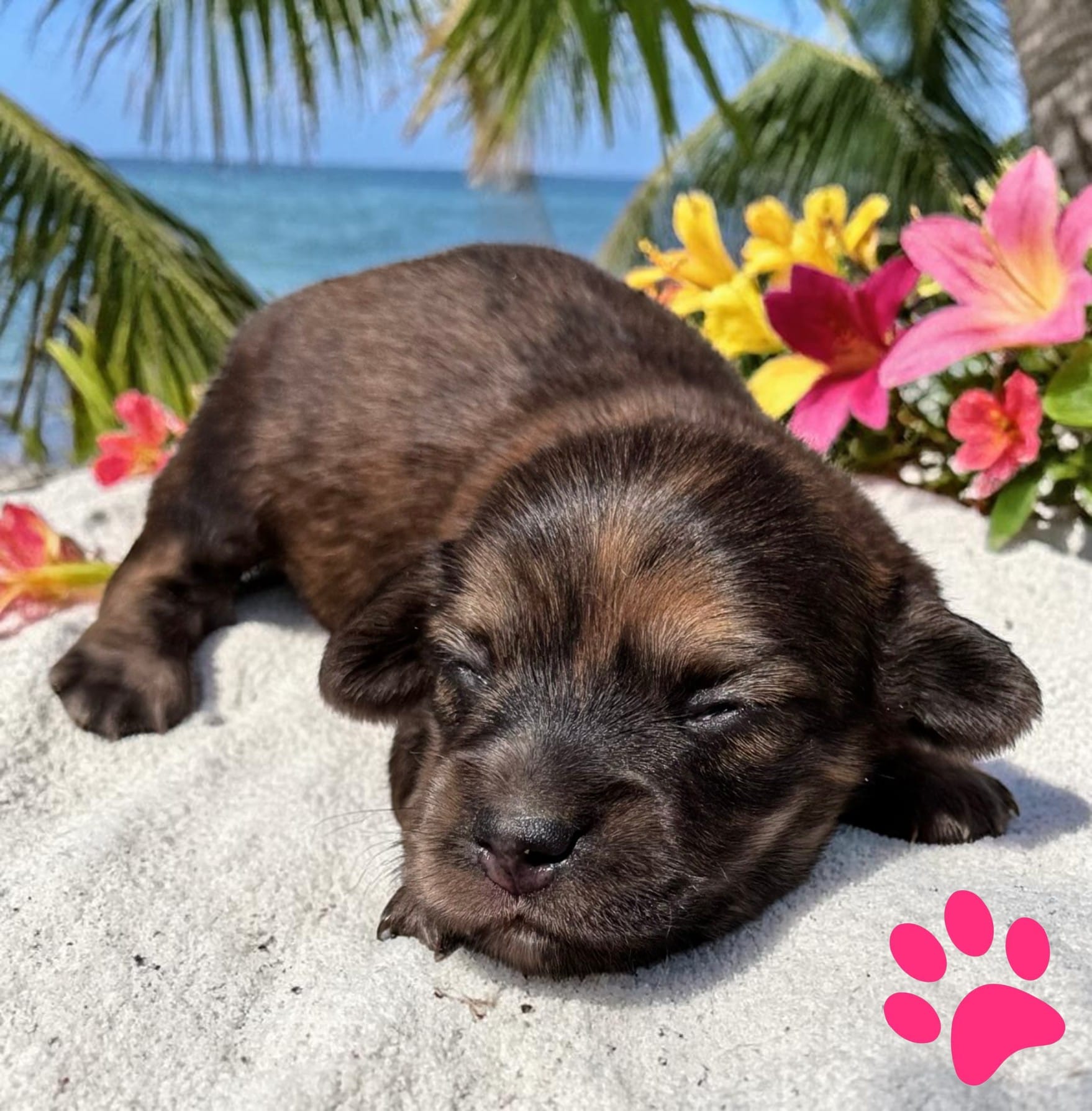 Millie fe – Miniature Dachshund puppy for sale in Ontario, OR