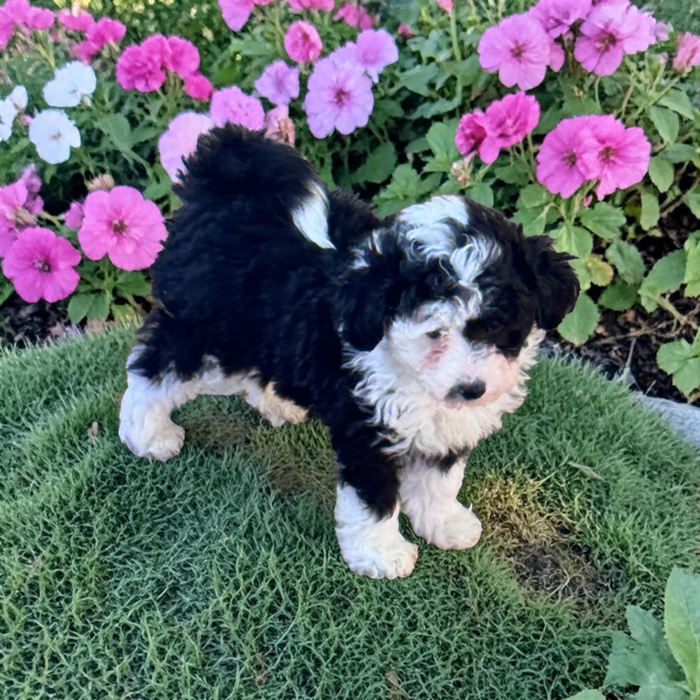 Ottie – Toy Australian Shepherd, Miniature Aussiedoodle puppy for sale in Ontario, OR
