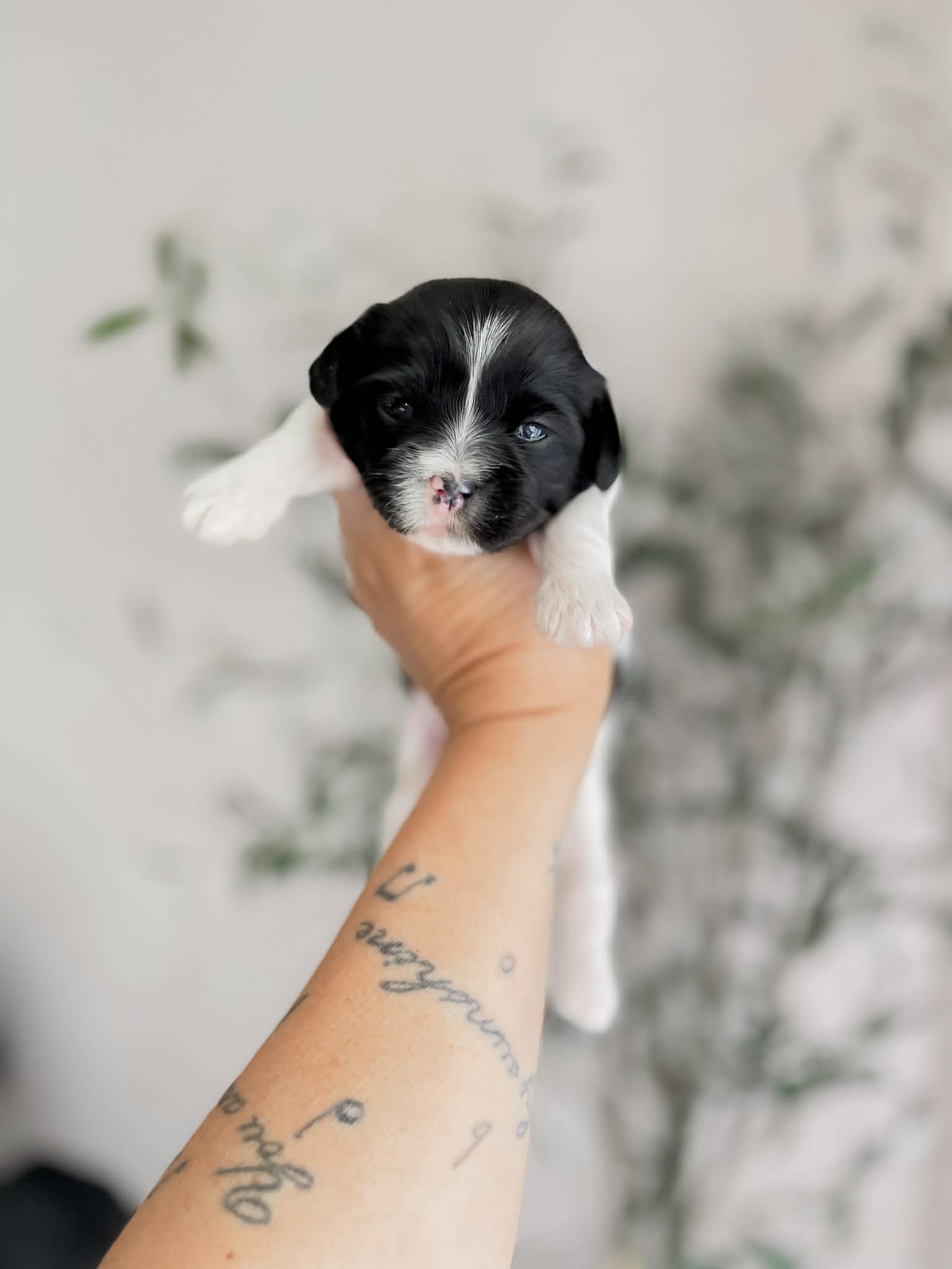 Tulip – Shihpoo, Shih Tzu puppy for sale in Brashear, TX