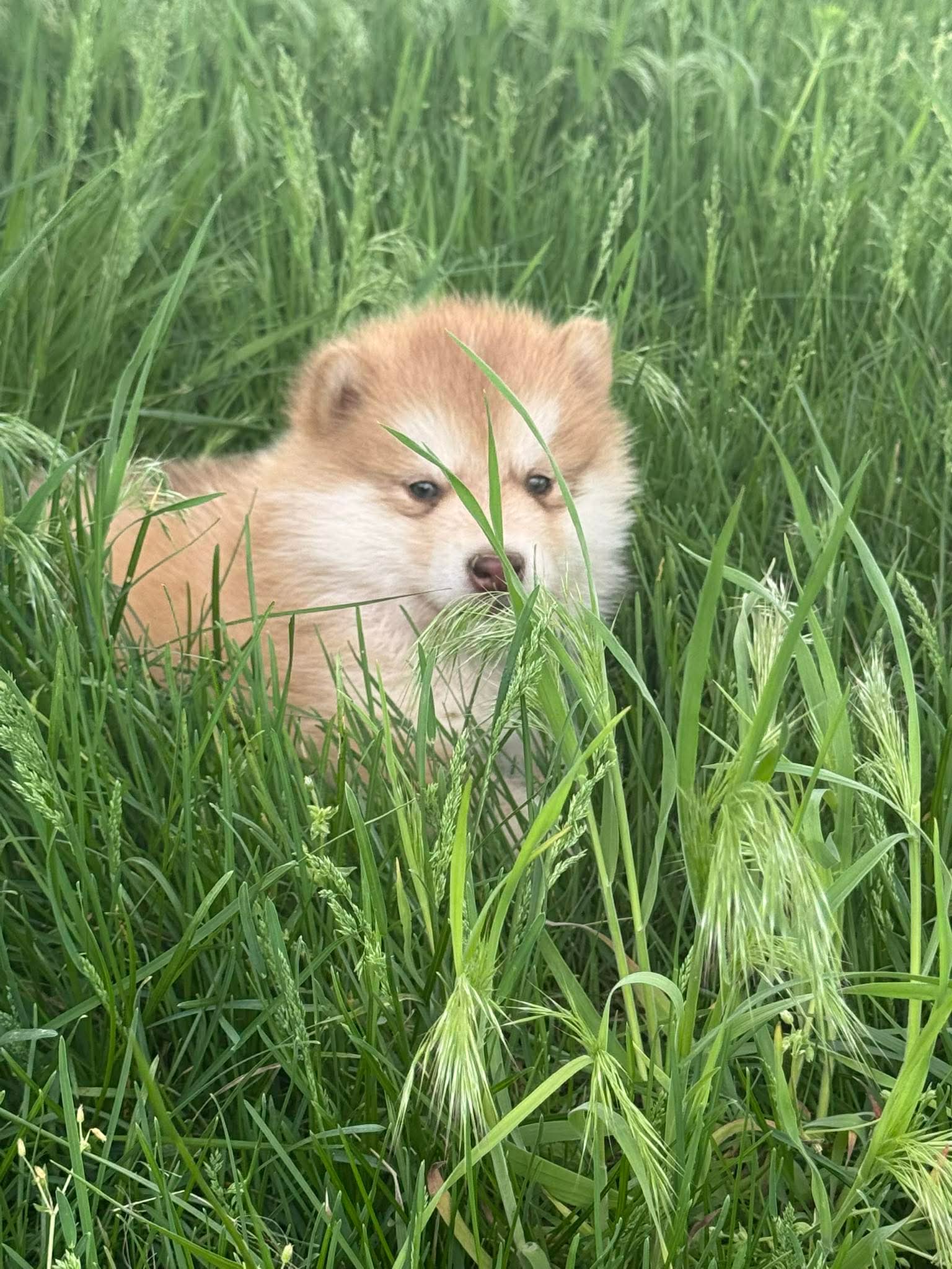 Hank – Alaskan Malamute puppy for sale in Pleasant Hill, IL